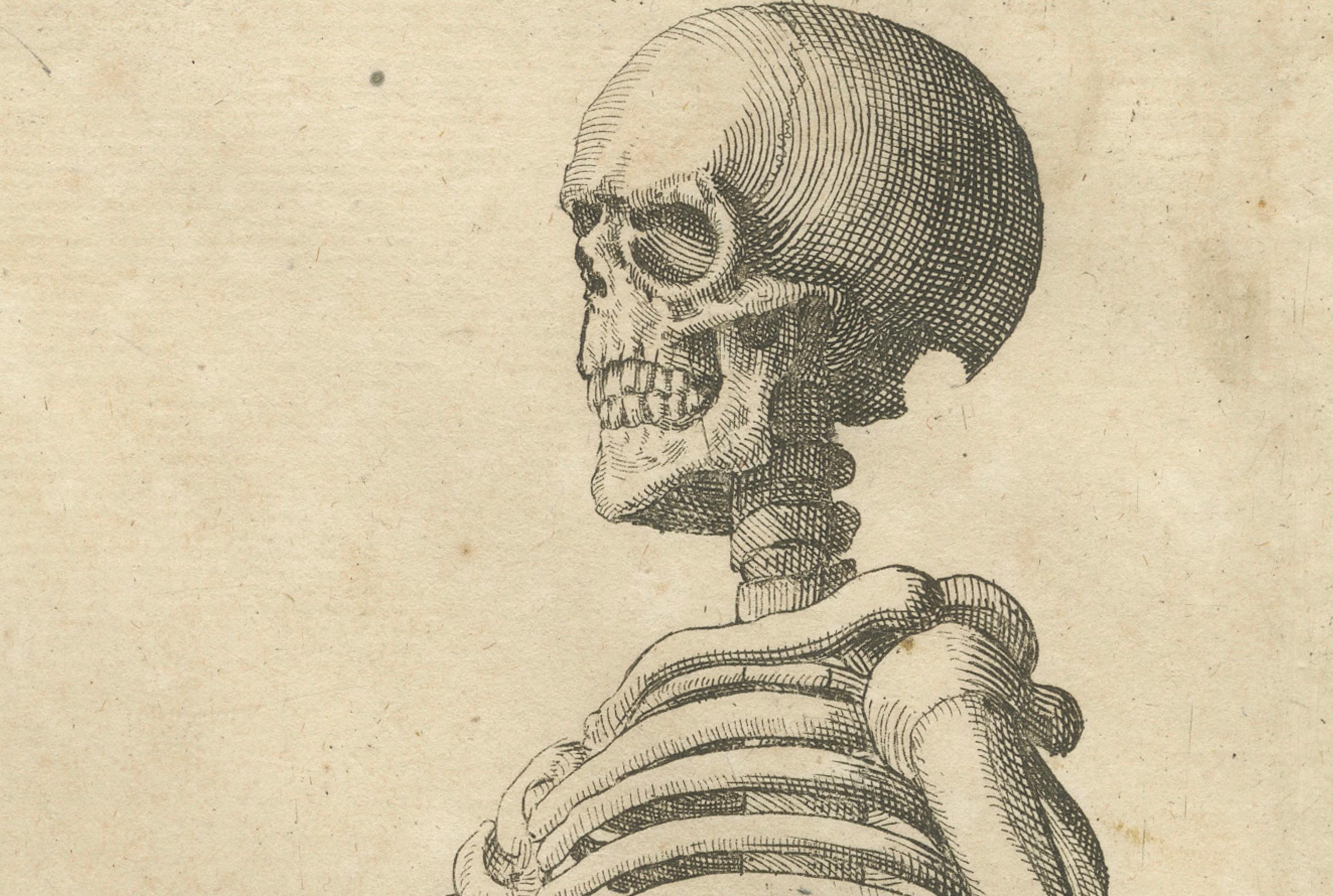 Inciso Anatomical Skeleton Study Engraving Academic Figure German Edition, c1745 in vendita