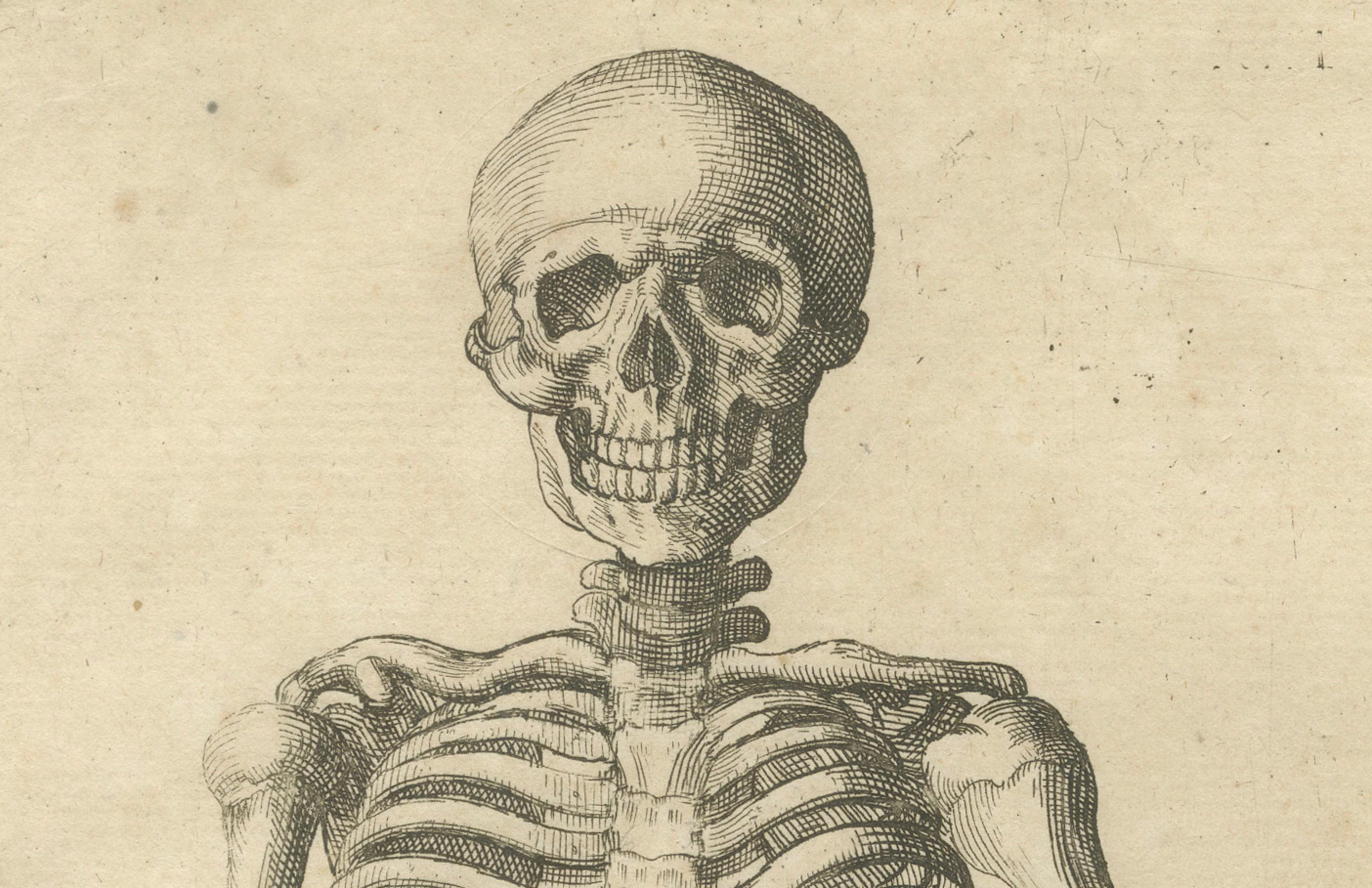 Anatomical Skeleton Study Engraving Academic Figure German Edition, c1745 In condizioni buone in vendita a Langweer, NL