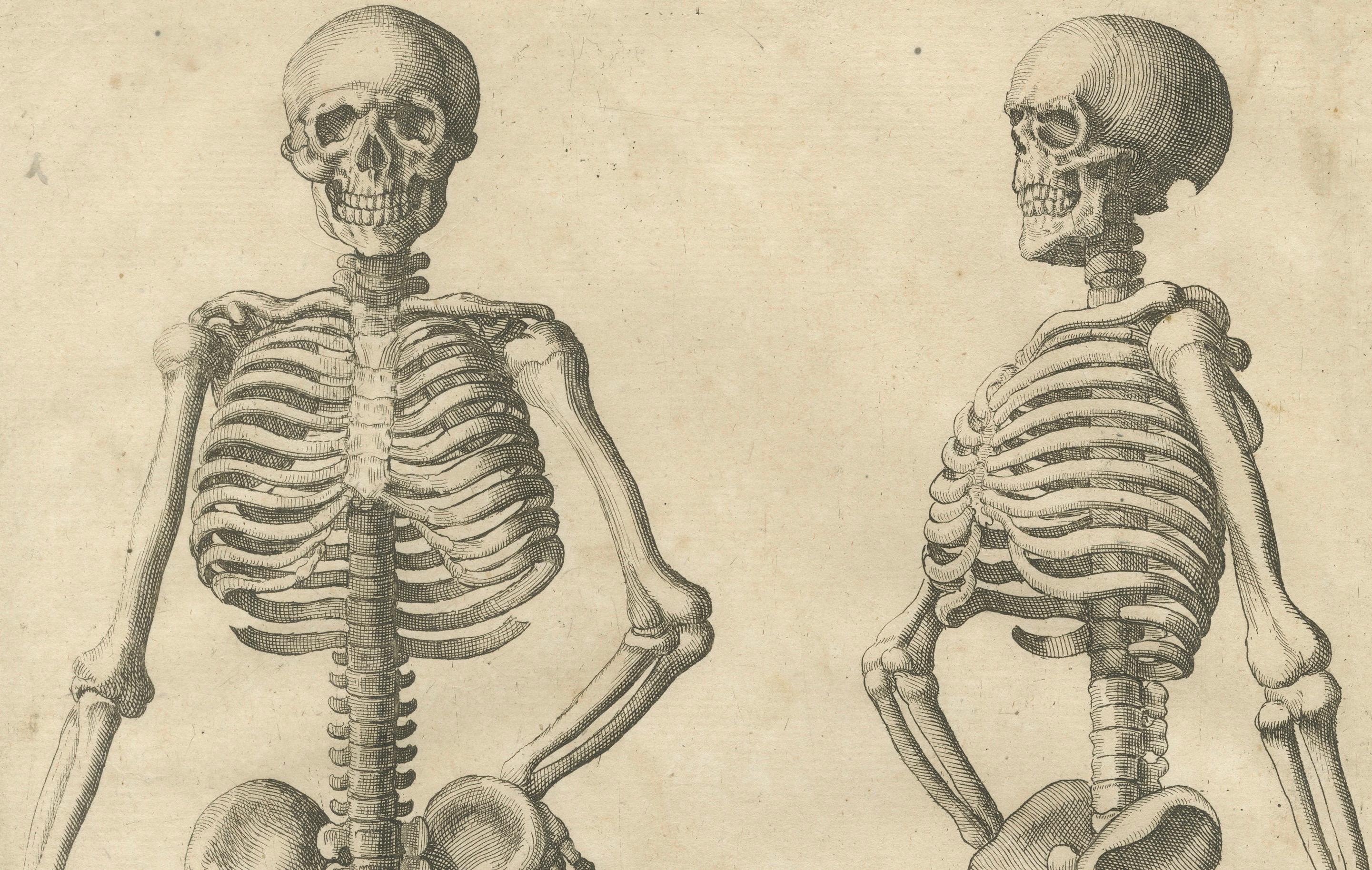 XVIII secolo Anatomical Skeleton Study Engraving Academic Figure German Edition, c1745 in vendita