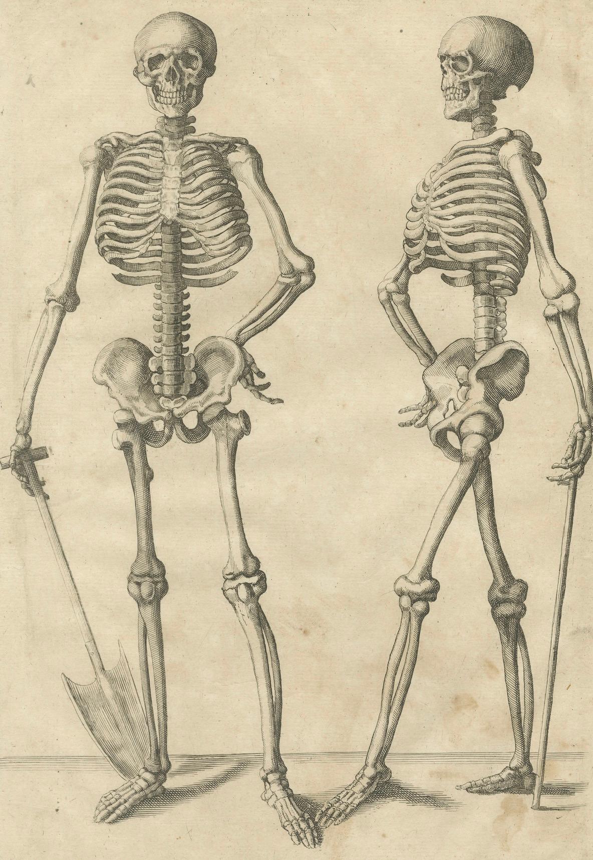Carta Anatomical Skeleton Study Engraving Academic Figure German Edition, c1745 in vendita