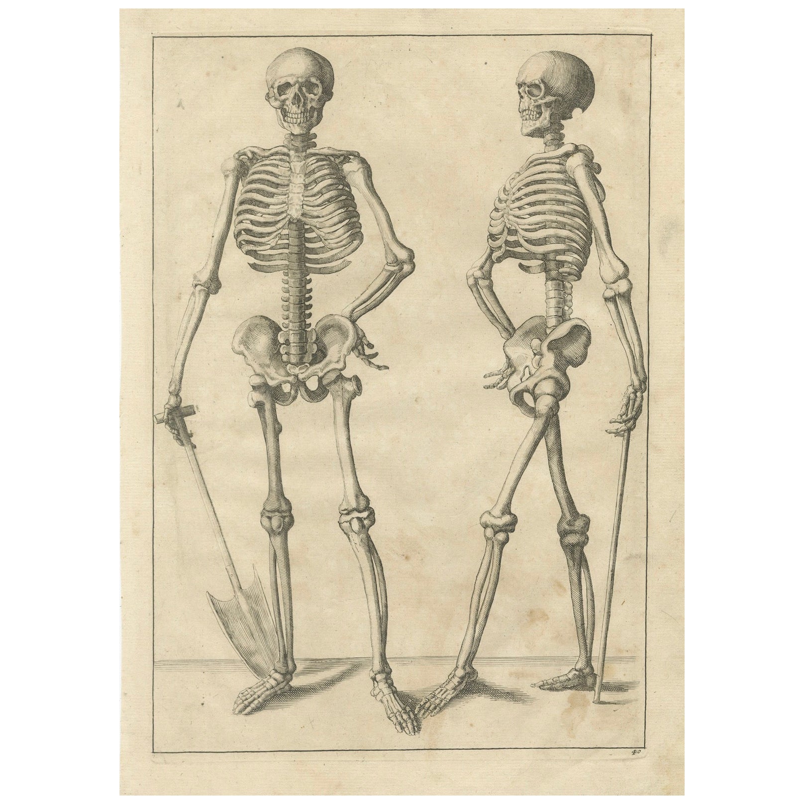 Anatomical Skeleton Study Engraving Academic Figure German Edition, c1745