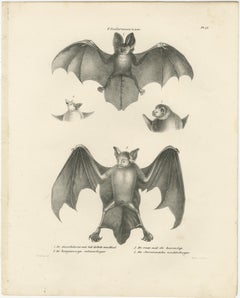 Anatomical Studies of Bats from 'The Mammals' Natural History Lithographs, 1836