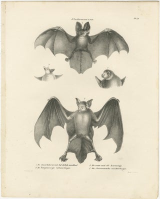 Anatomical Studies of Bats from 'The Mammals' Natural History Lithographs, 1836, view 2