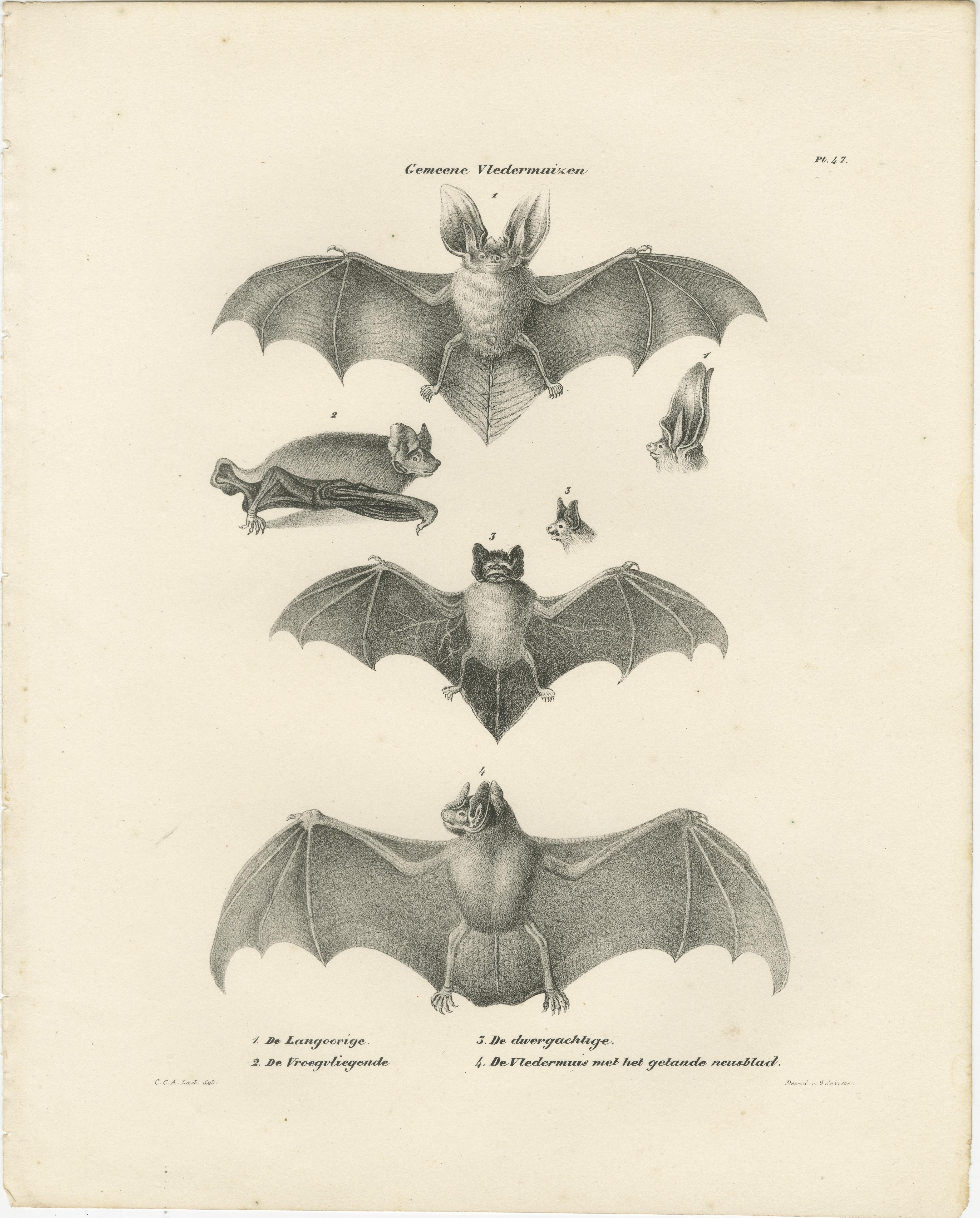 Inciso Studi anatomici di pipistrelli da 'The Mammals', litografie di storia naturale, 1836 in vendita