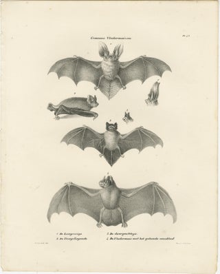 Anatomical Studies of Bats from 'The Mammals' Natural History Lithographs, 1836, view 3