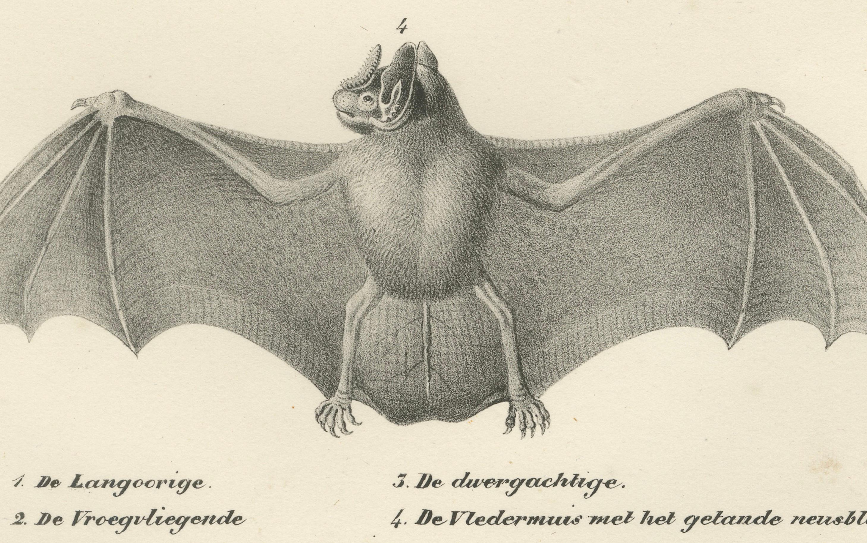 Studi anatomici di pipistrelli da 'The Mammals', litografie di storia naturale, 1836 In condizioni buone in vendita a Langweer, NL