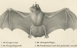 Anatomical Studies of Bats from 'The Mammals' Natural History Lithographs, 1836, view 4