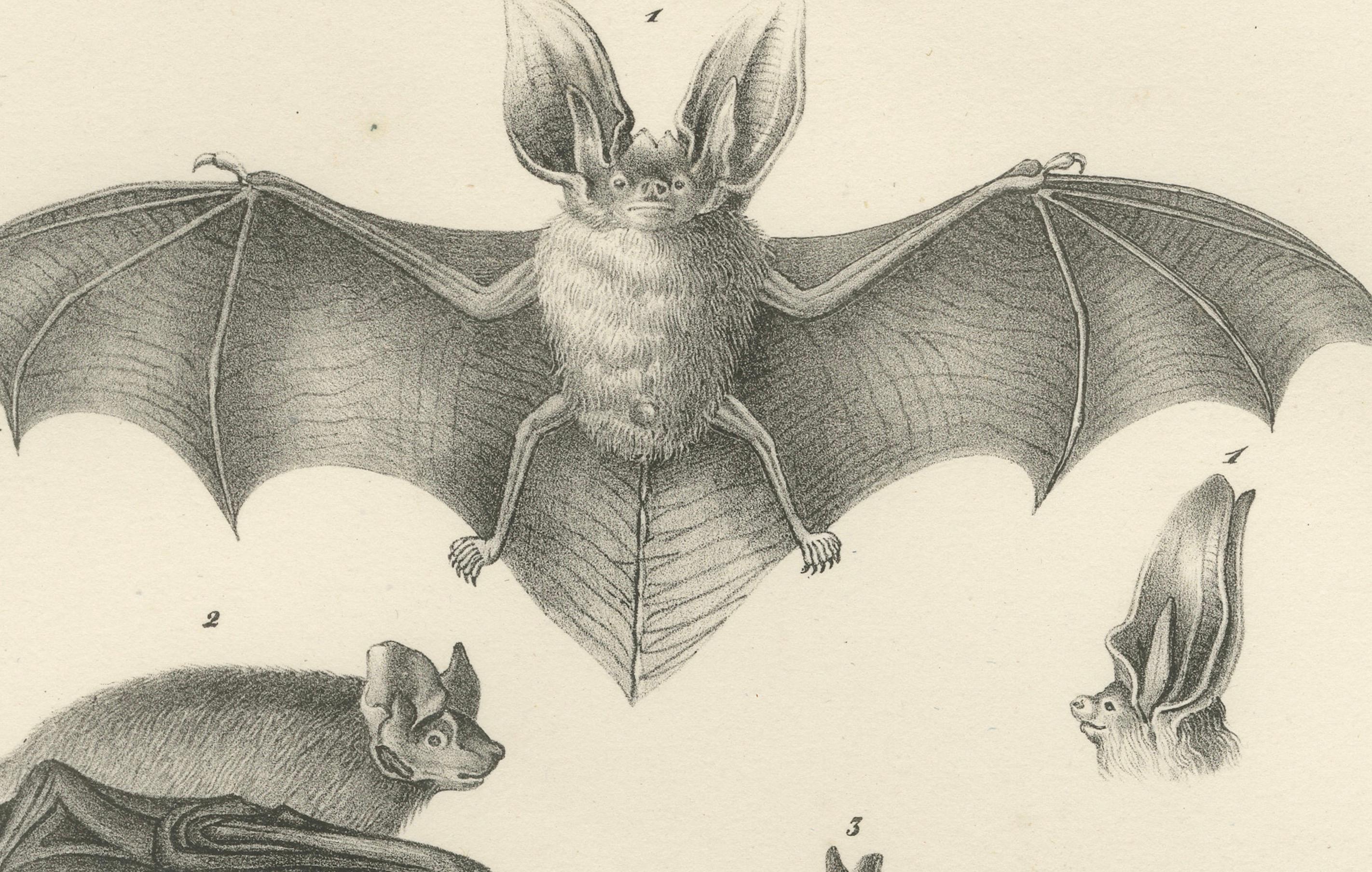 Metà XIX secolo Studi anatomici di pipistrelli da 'The Mammals', litografie di storia naturale, 1836 in vendita