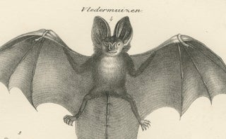 Anatomical Studies of Bats from 'The Mammals' Natural History Lithographs, 1836, view 6