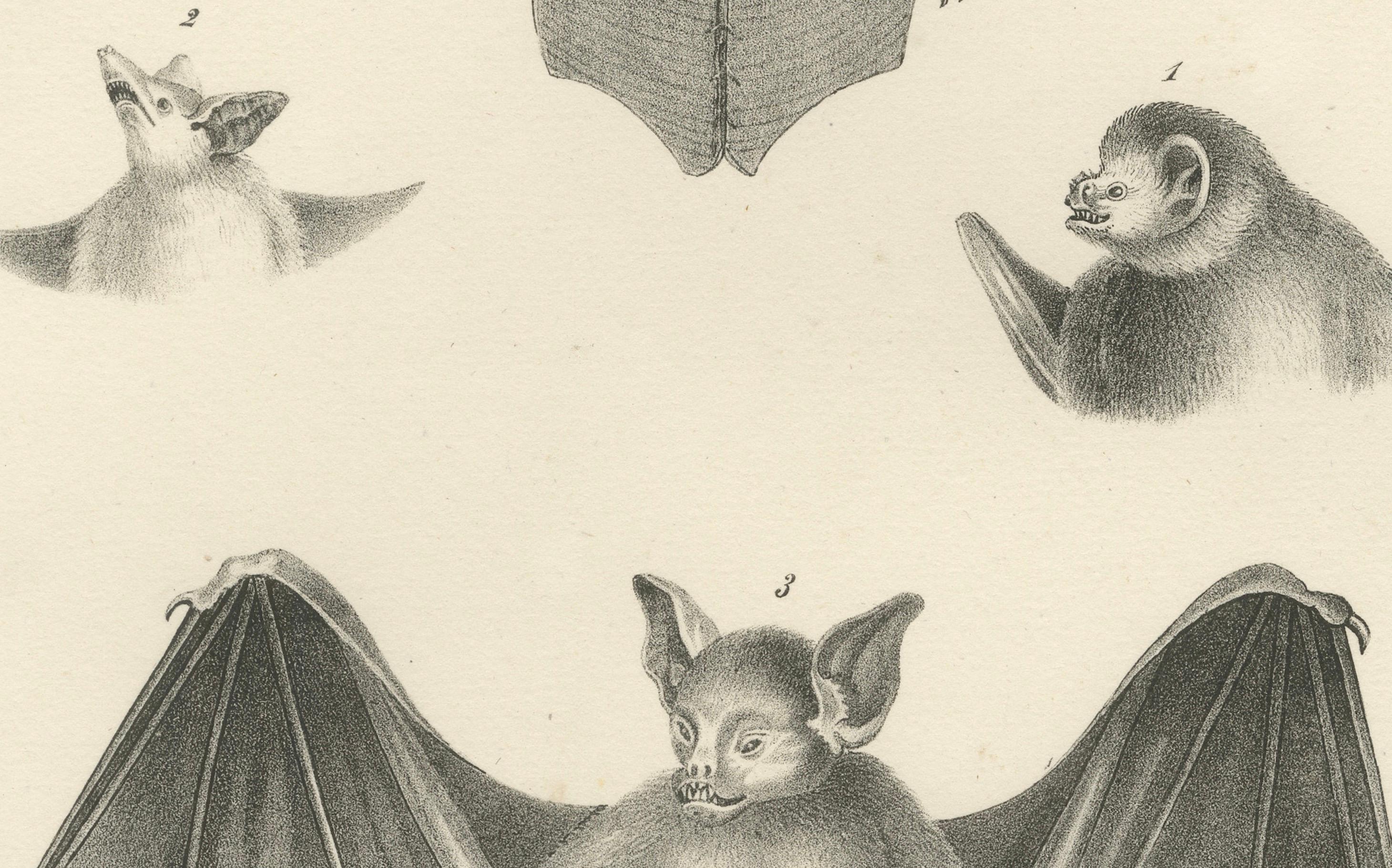 Studi anatomici di pipistrelli da 'The Mammals', litografie di storia naturale, 1836 in vendita 1