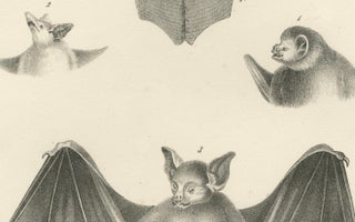 Anatomical Studies of Bats from 'The Mammals' Natural History Lithographs, 1836, view 7