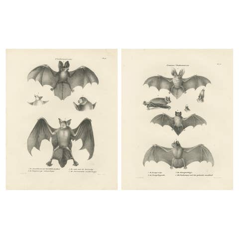 Anatomical Studies of Bats from 'The Mammals' Natural History Lithographs, 1836