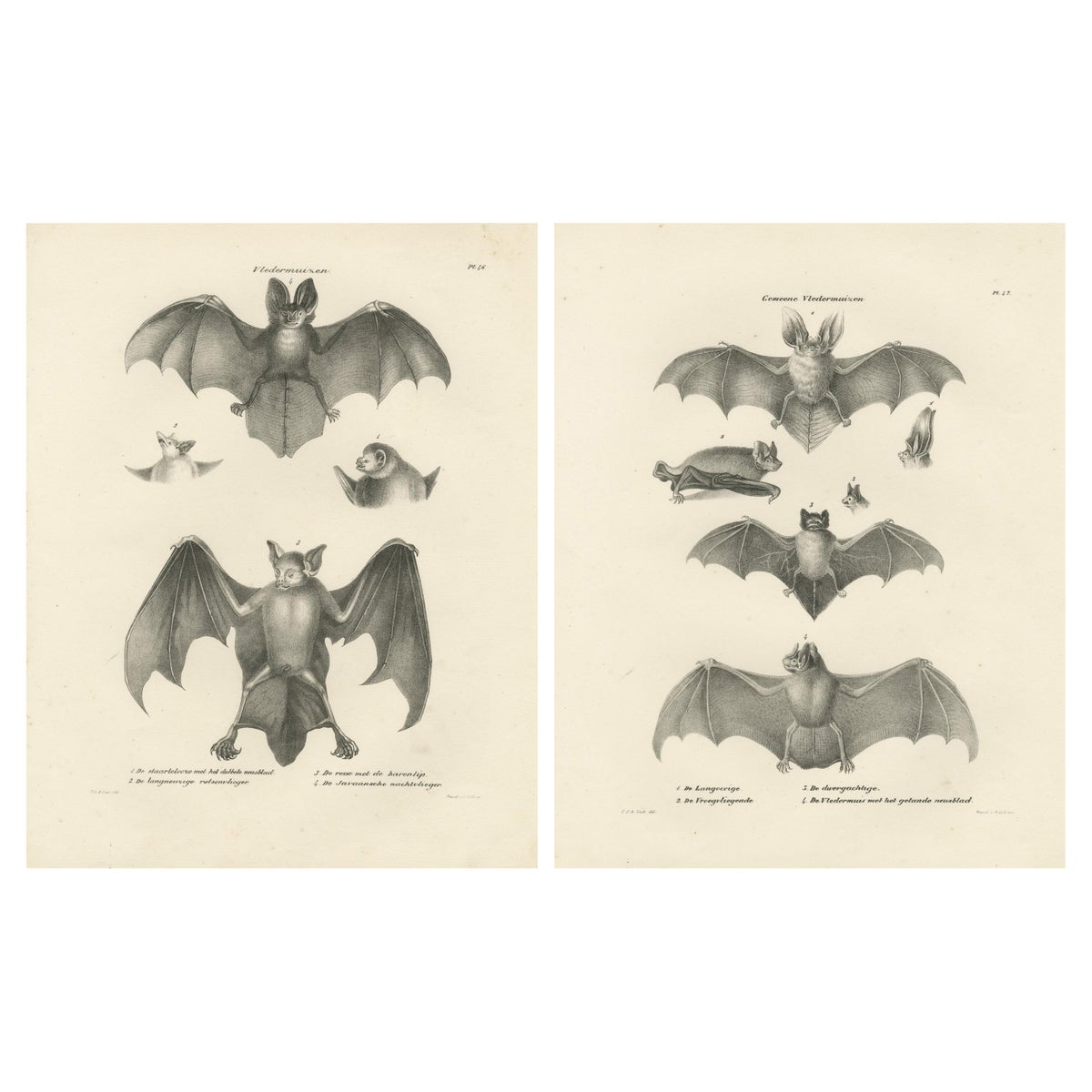 Anatomical Studies of Bats from 'The Mammals' Natural History Lithographs, 1836