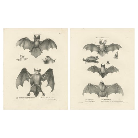 Anatomical Studies of Bats from 'The Mammals' Natural History Lithographs, 1836