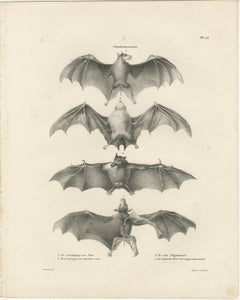 Anatomical Studies of Bats from 'The Mammals' Natural History Publication, 1836