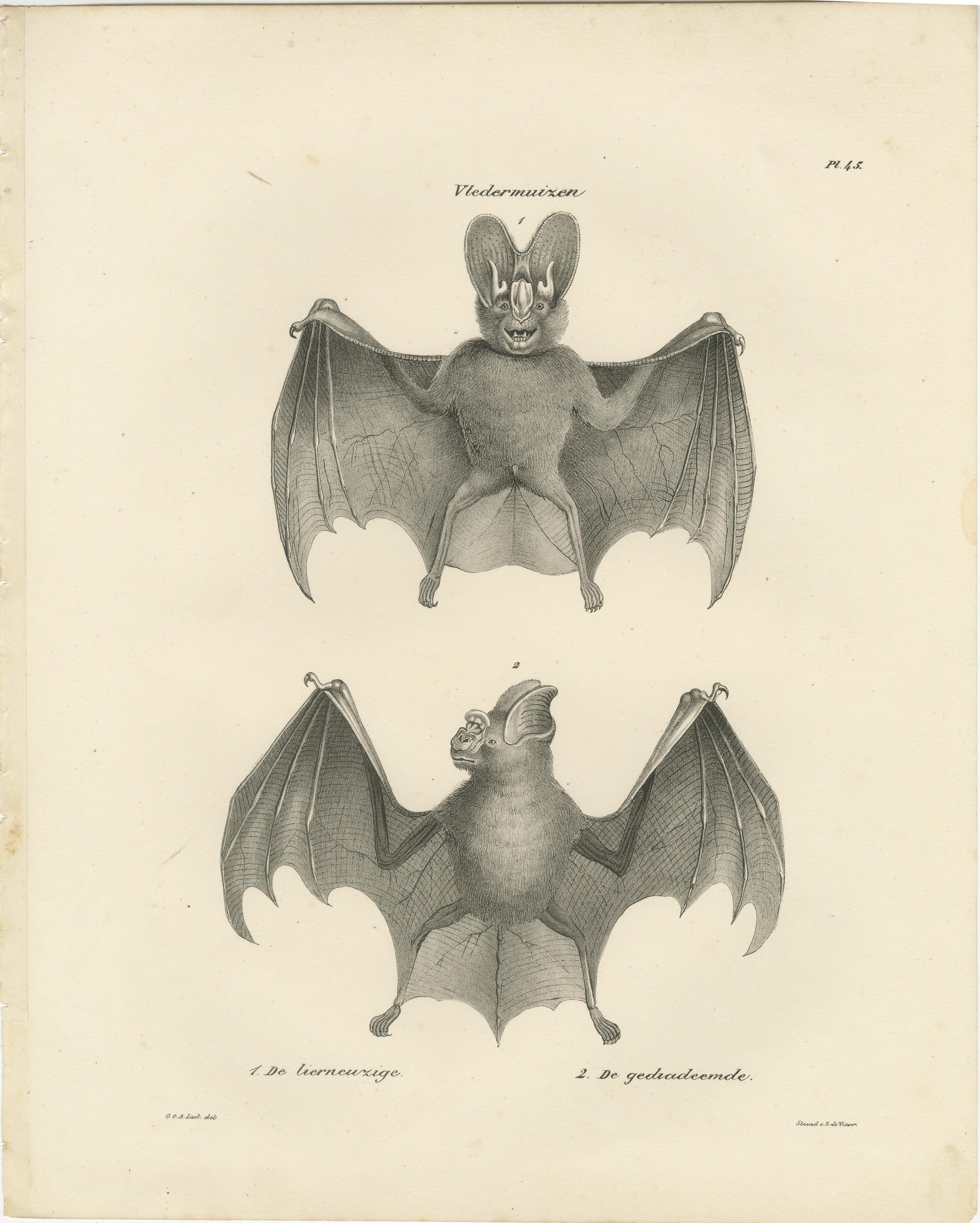 Estudios anatómicos de los murciélagos de la Publicación de Historia Natural 