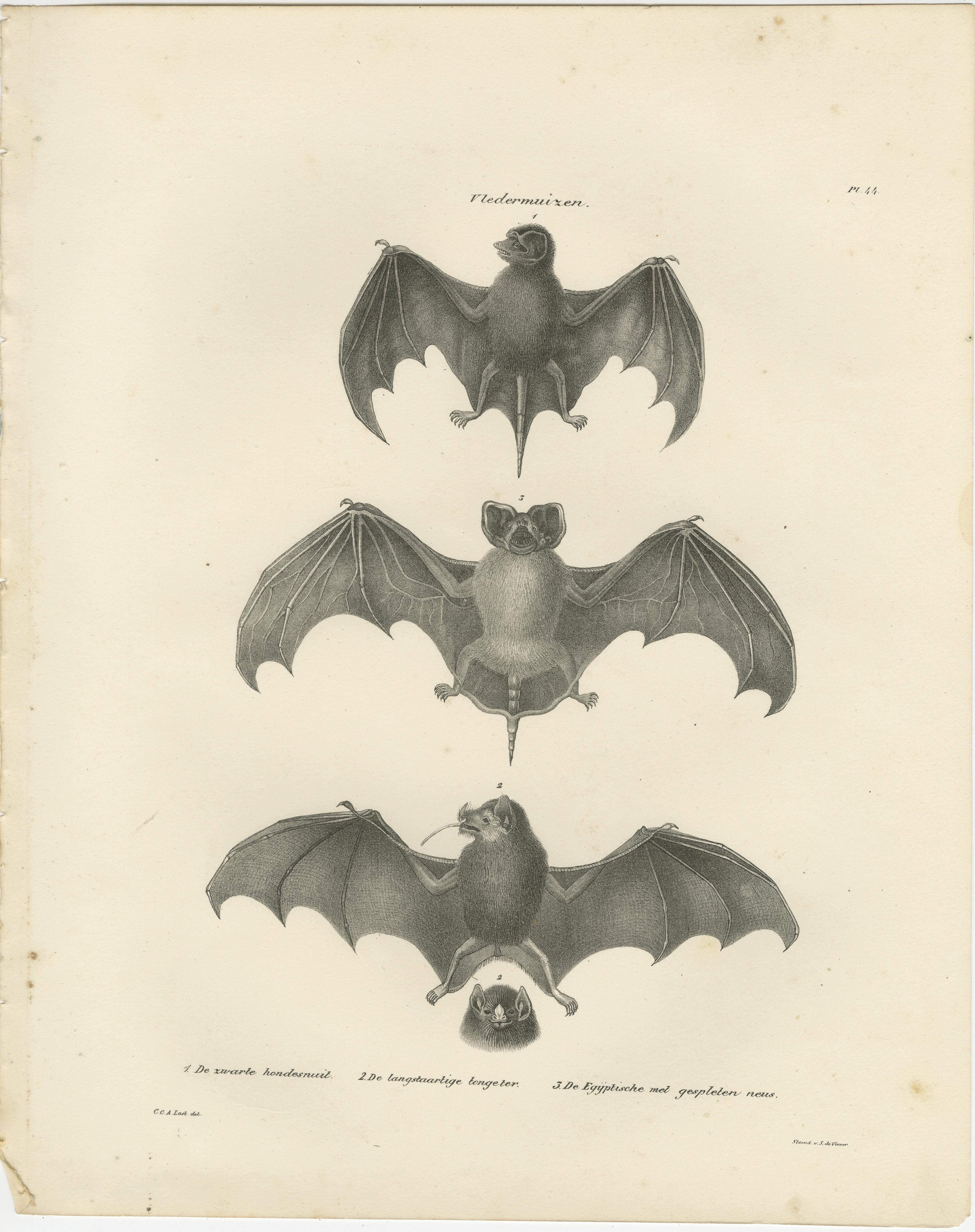 Estudios anatómicos de los murciélagos de la Publicación de Historia Natural 