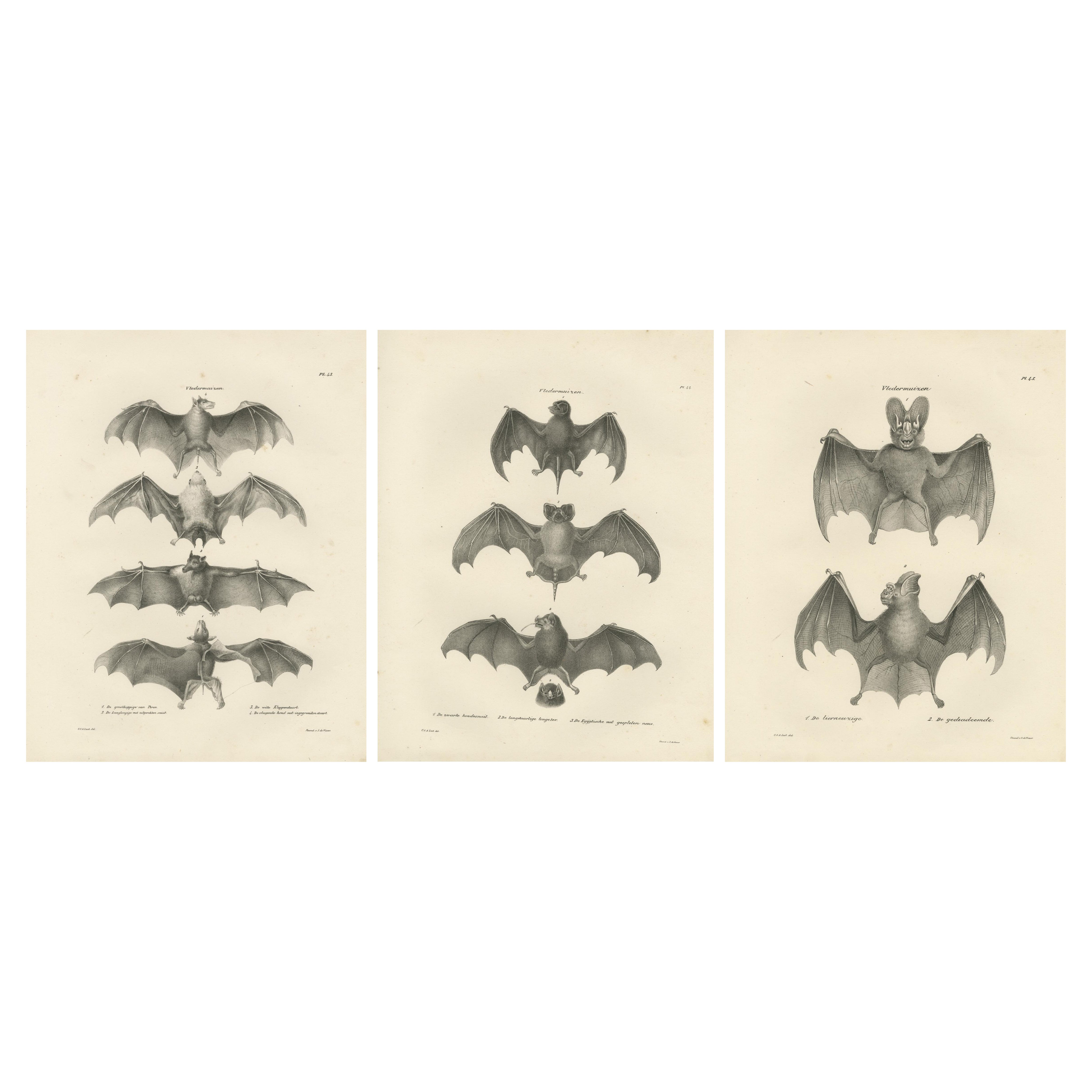 Anatomical Studies of Bats from 'The Mammals' Natural History Publication, 1836