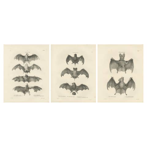 Anatomical Studies of Bats from 'The Mammals' Natural History Publication, 1836