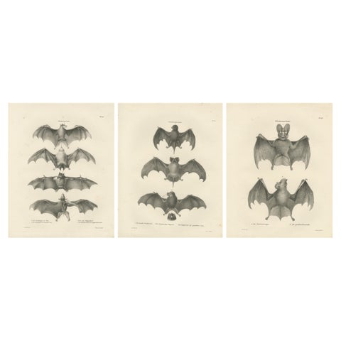 Anatomical Studies of Bats from 'The Mammals' Natural History Publication, 1836