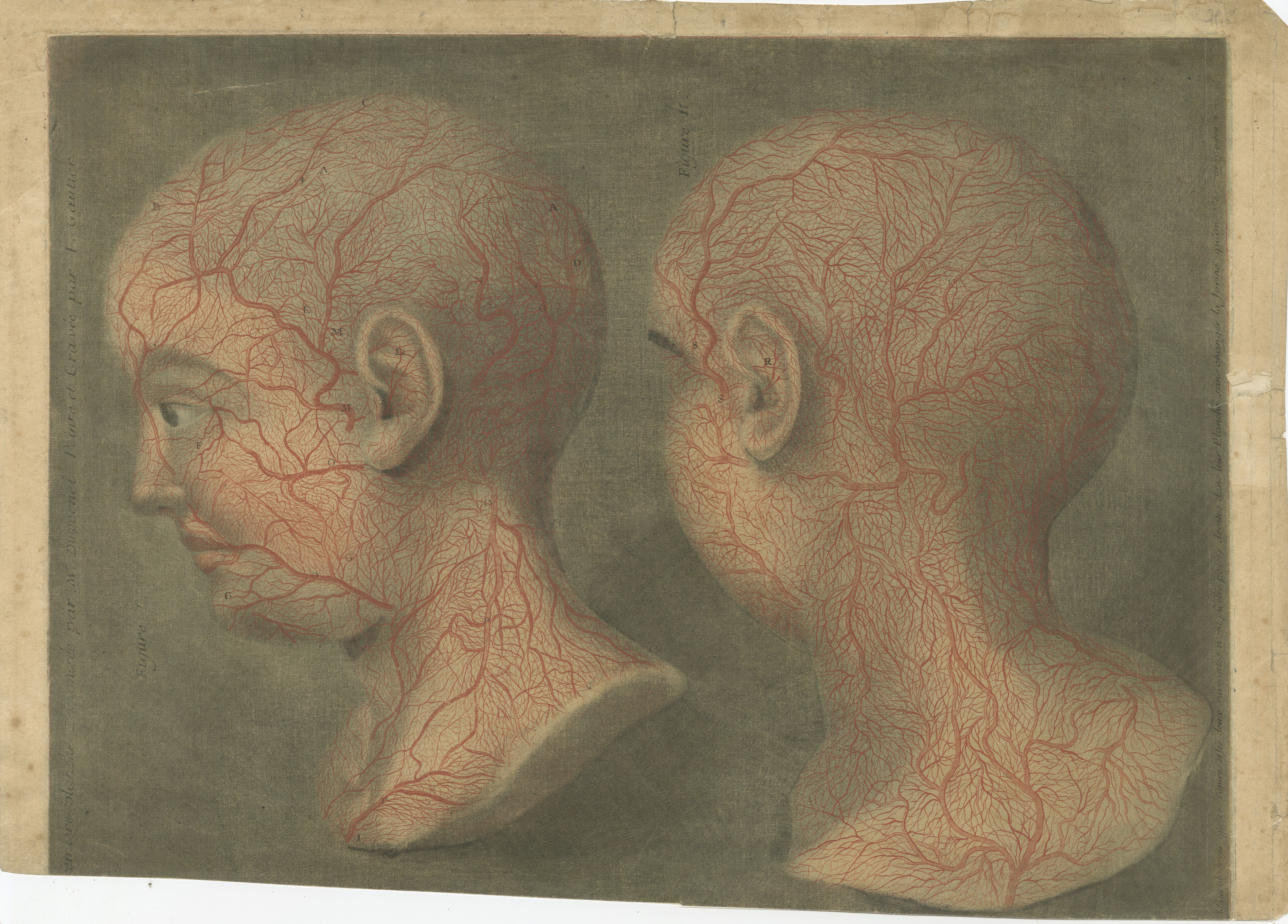 Anatomical Study of Head and Neck Veins – Color Mezzotint, 1748

This striking 18th-century anatomical print, created by Jacques-Fabien Gautier-D’Agoty (1710–1781), presents a meticulous depiction of the superficial blood vessels of the human head
