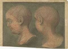 Anatomical Study of Head and Neck Veins – Rare Color Mezzotint, 1748