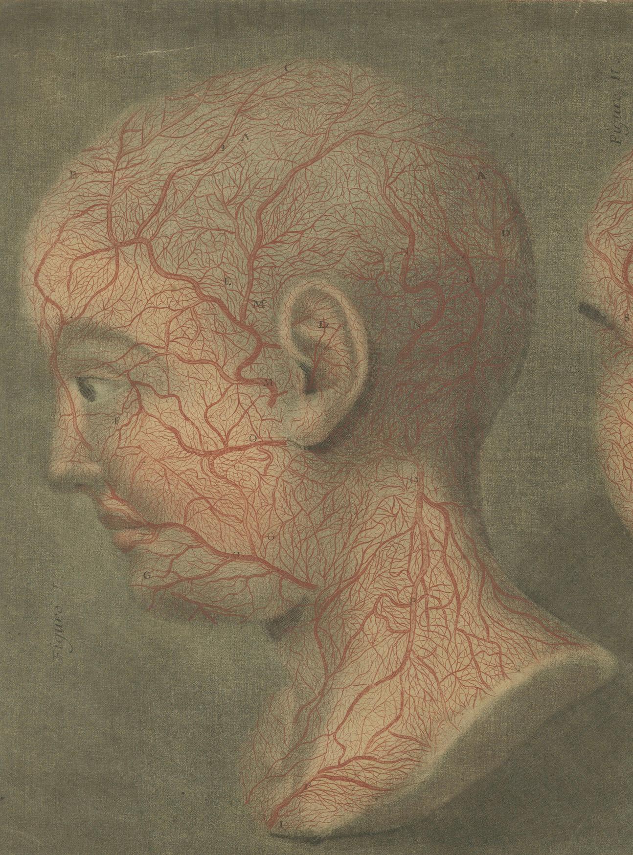 Anatomical Study of Head and Neck Veins – Rare Color Mezzotint, 1748 In Fair Condition For Sale In Langweer, NL