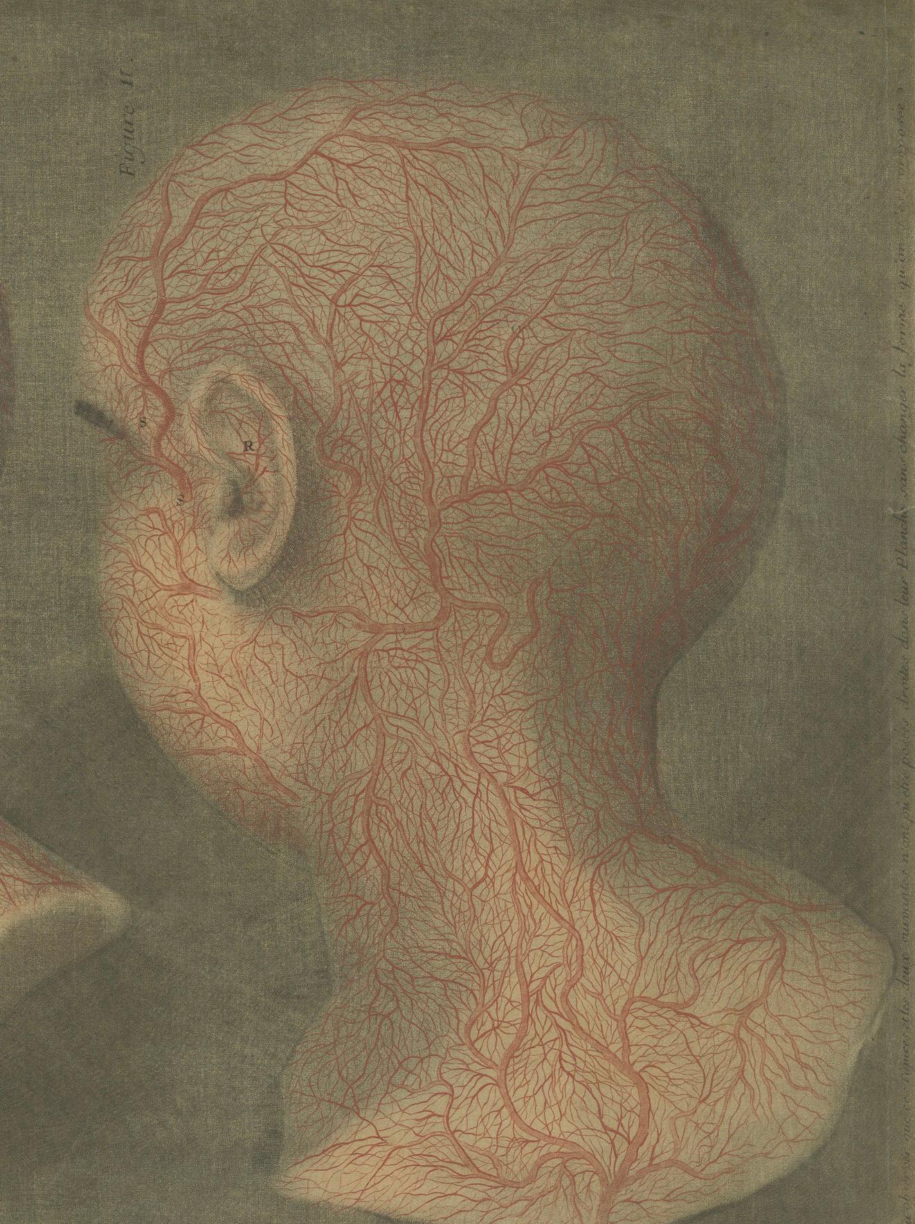 18th Century Anatomical Study of Head and Neck Veins – Rare Color Mezzotint, 1748 For Sale