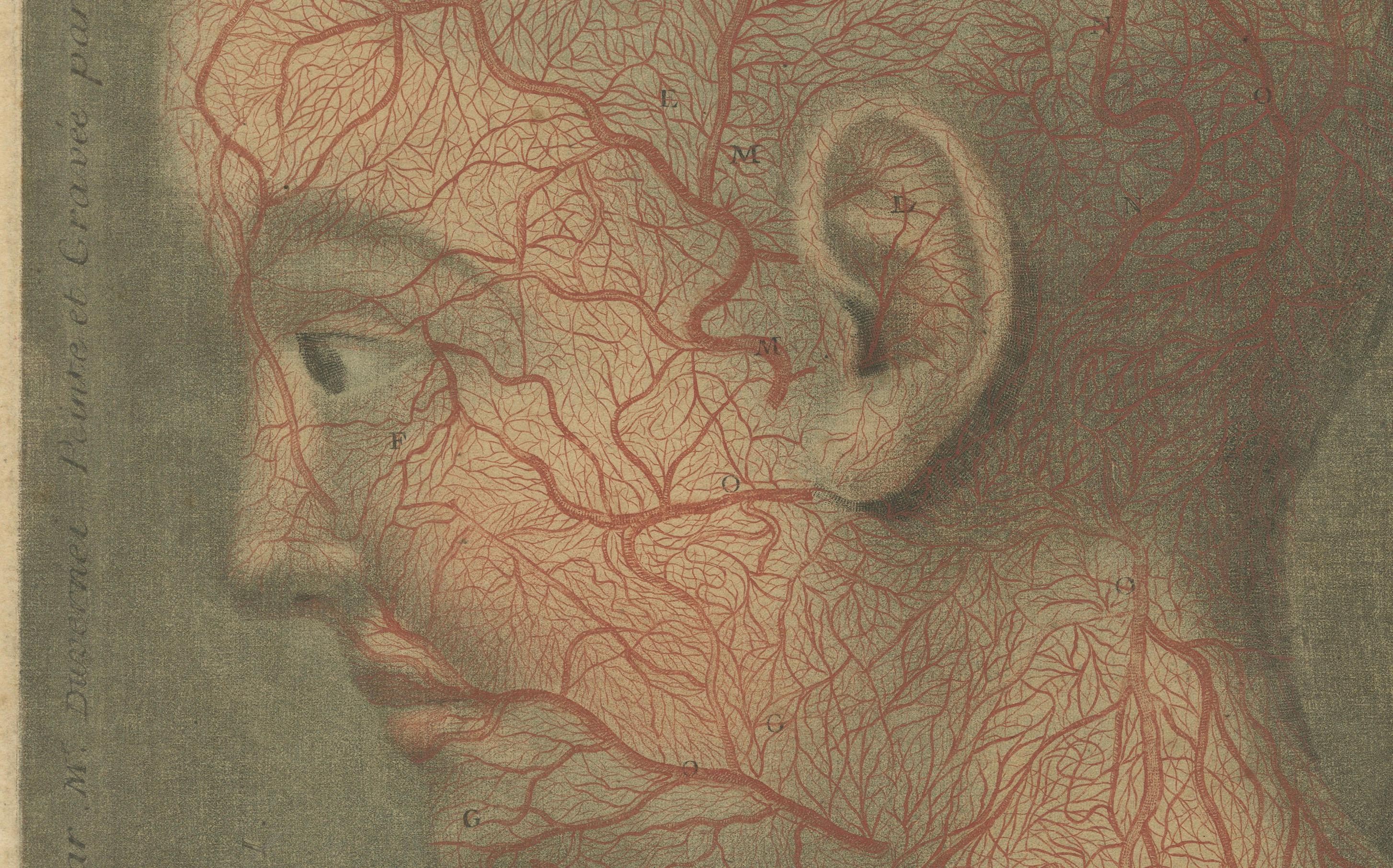 Paper Anatomical Study of Head and Neck Veins – Rare Color Mezzotint, 1748 For Sale