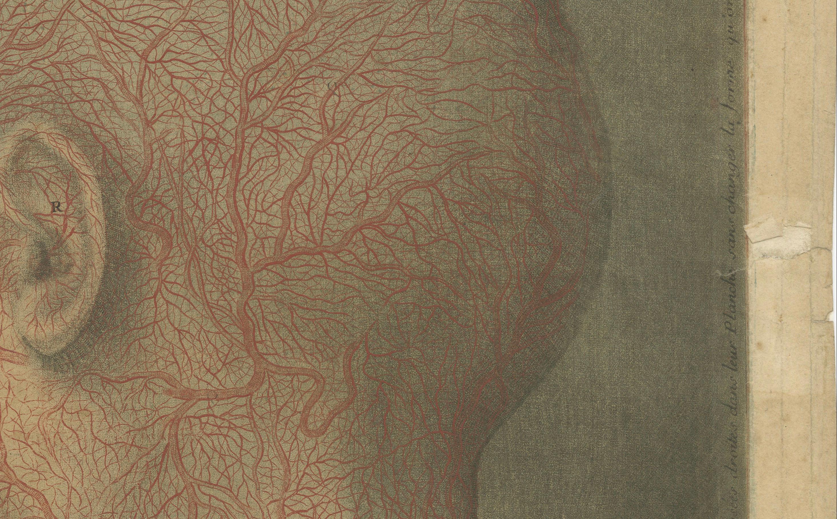 Anatomical Study of Head and Neck Veins – Rare Color Mezzotint, 1748 For Sale 1