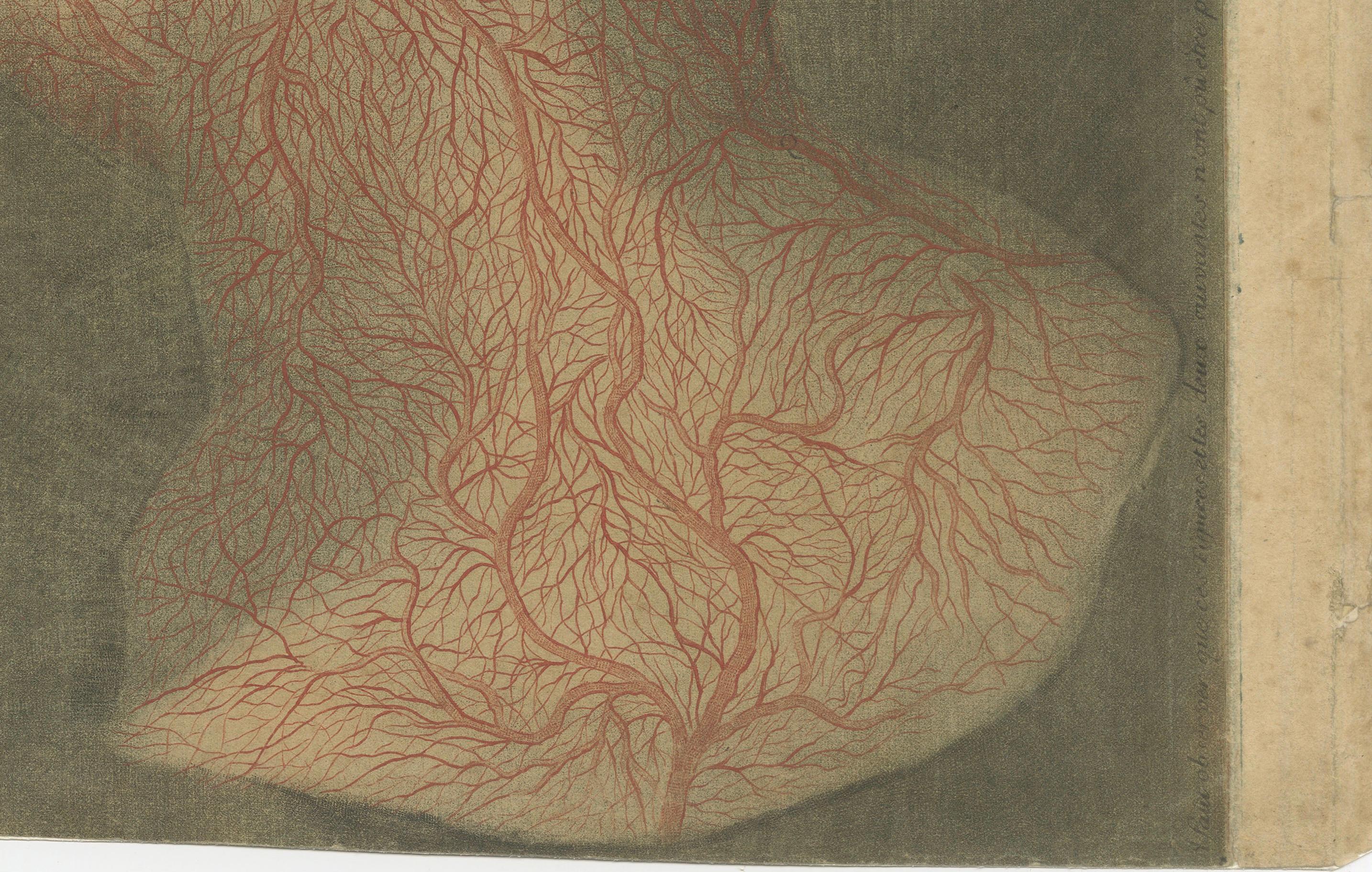 Anatomical Study of Head and Neck Veins – Rare Color Mezzotint, 1748 For Sale 2
