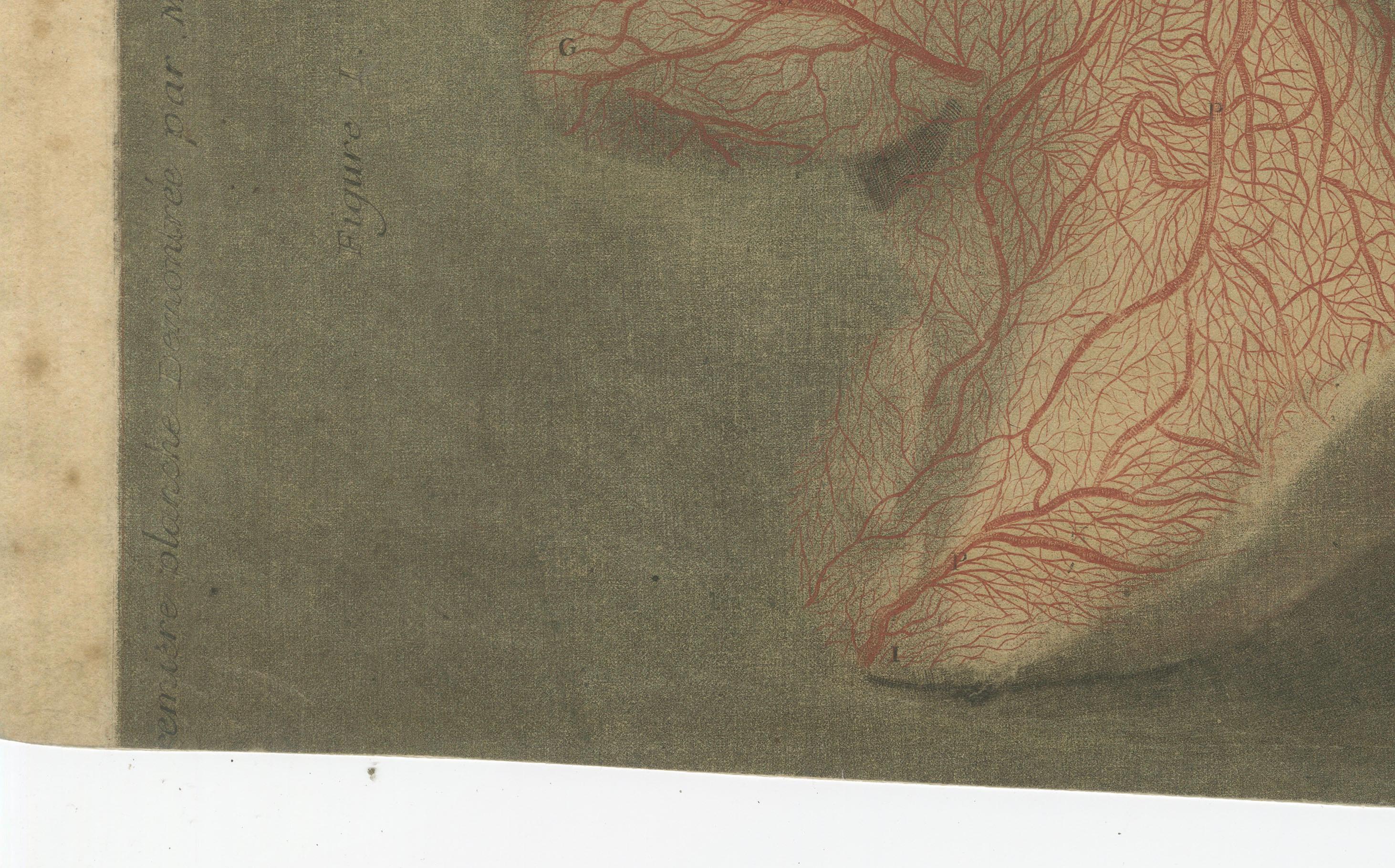 Anatomical Study of Head and Neck Veins – Rare Color Mezzotint, 1748 For Sale 3