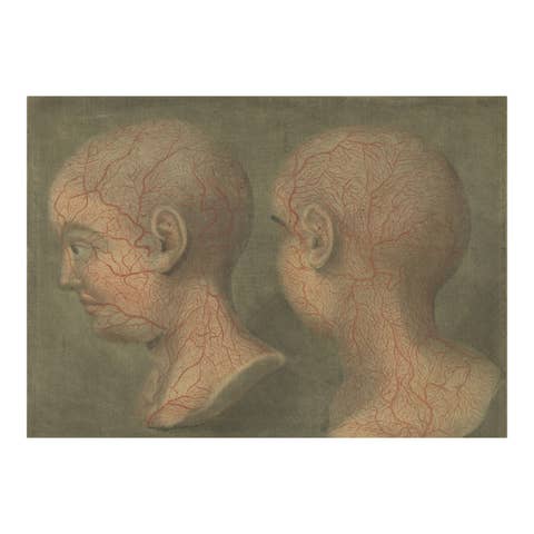 Anatomical Study of Head and Neck Veins – Rare Color Mezzotint, 1748