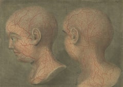 Anatomical Study of Head and Neck Veins – Rare Color Mezzotint, 1748