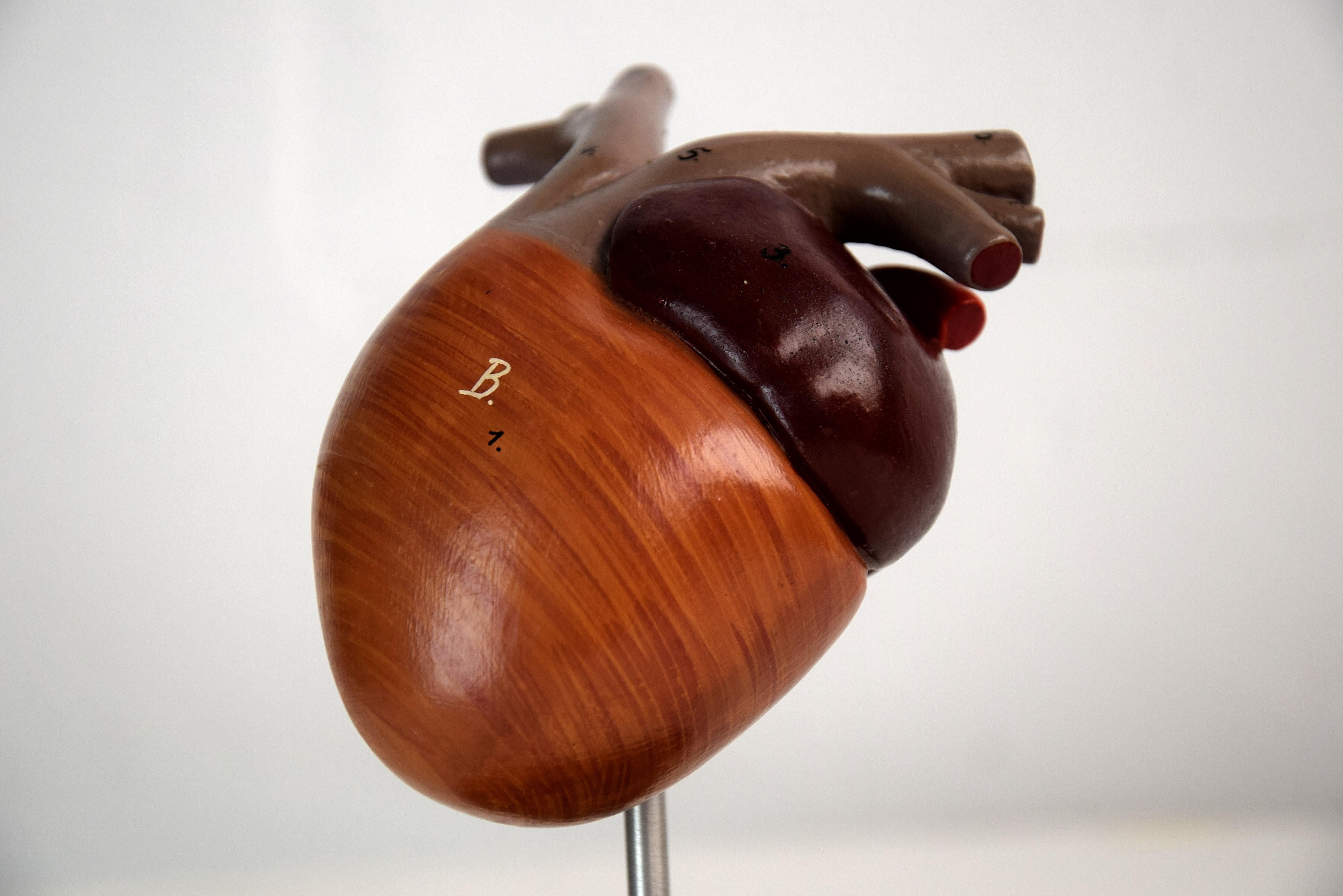 Beautiful 1930 anatomical birds heart used for teaching. This beautiful piece with it's bakelite foot is in in perfect condition without any damage.