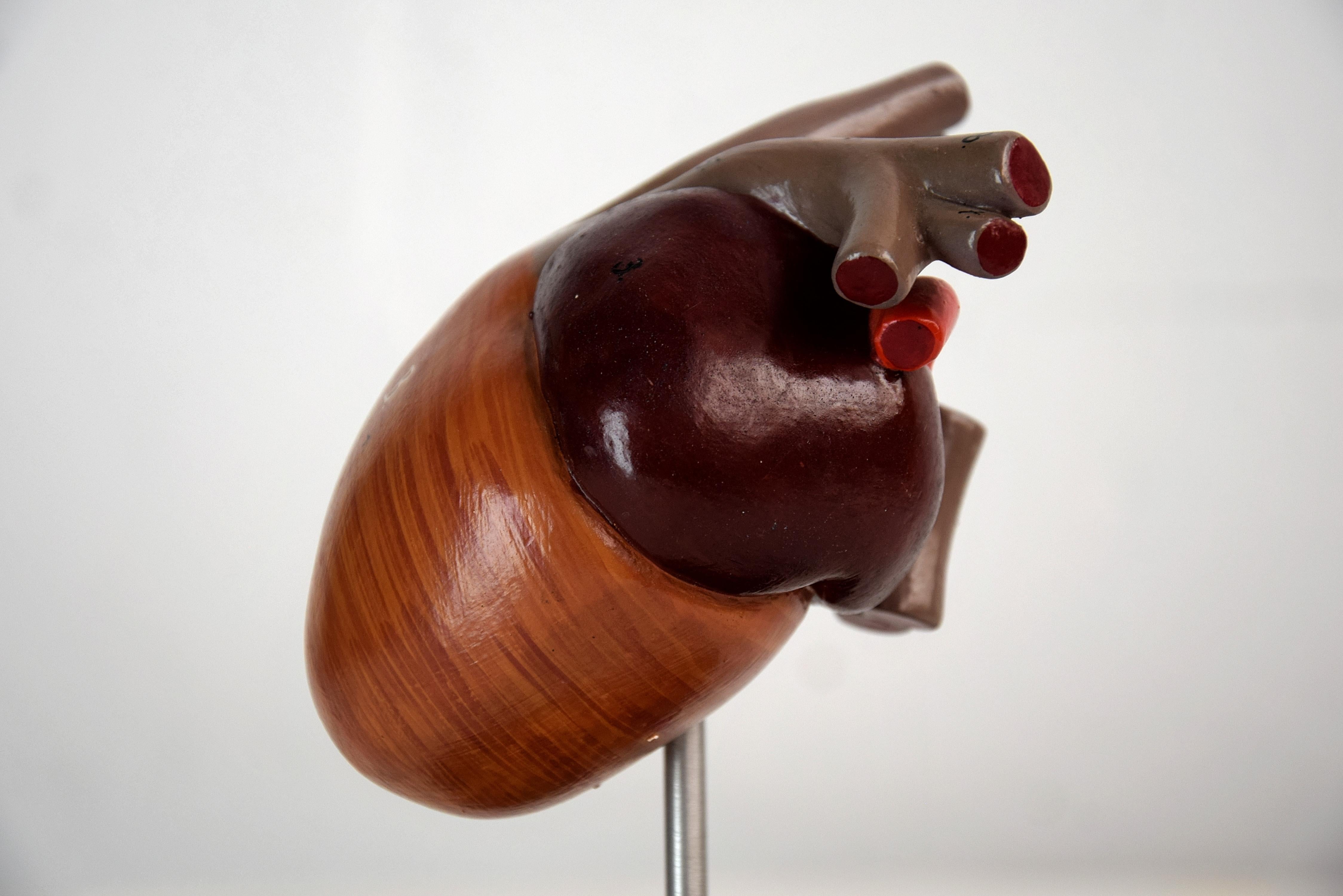 Anatomical Teaching Model Birds Heart, Germany, 1930 In Good Condition In Weesp, NL