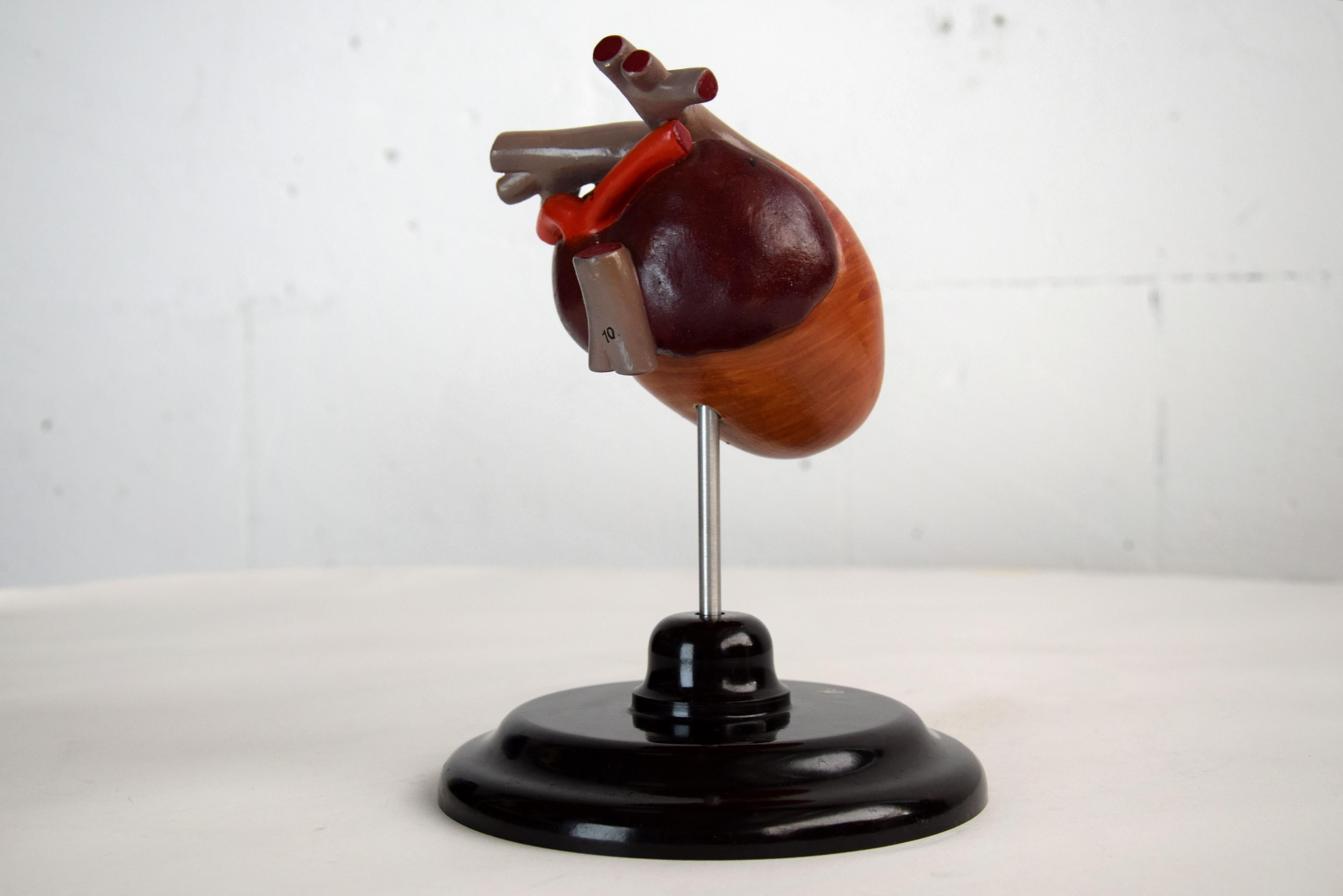 Anatomical Teaching Model Birds Heart, Germany, 1930 2