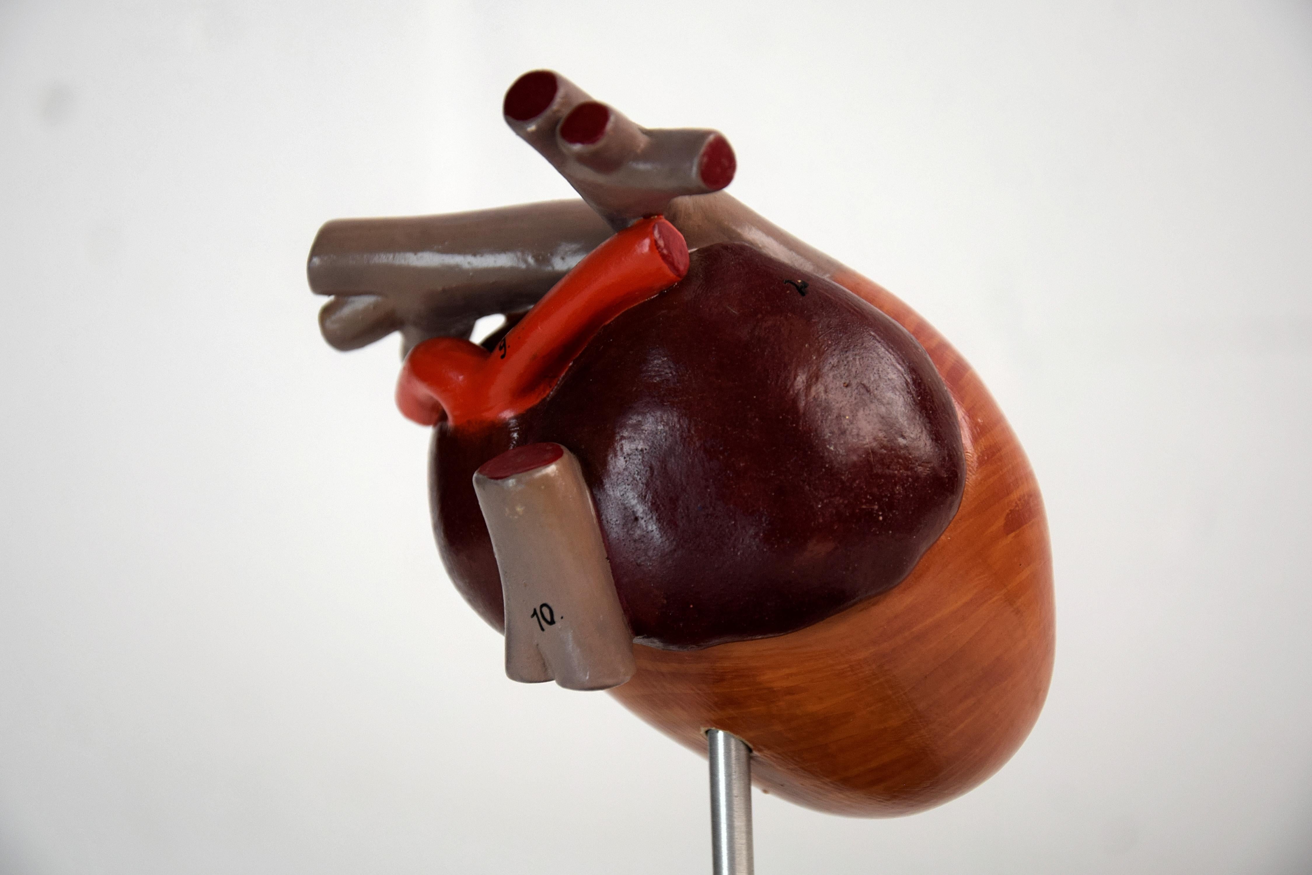 Anatomical Teaching Model Birds Heart, Germany, 1930 3