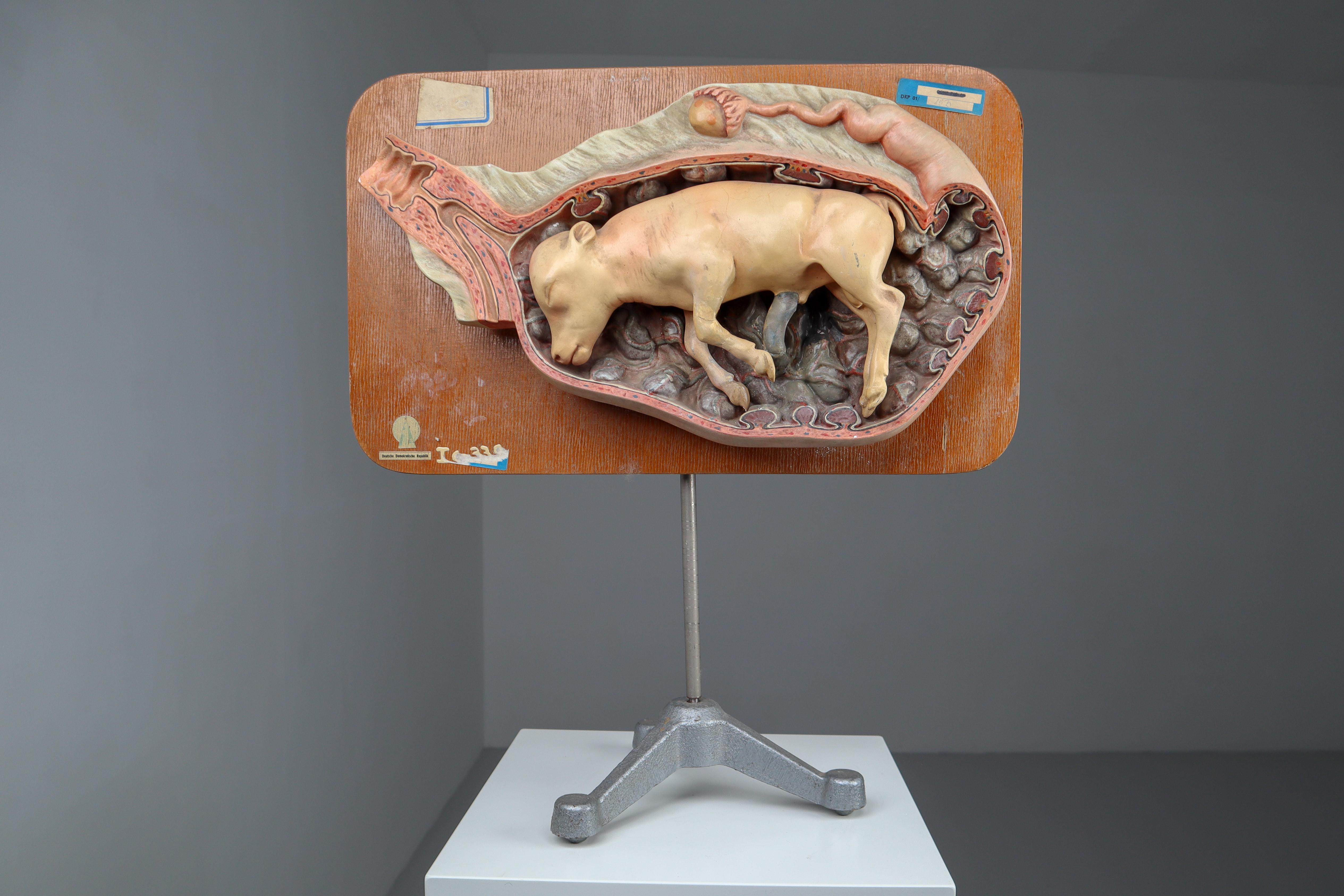 Anatomical teaching model 