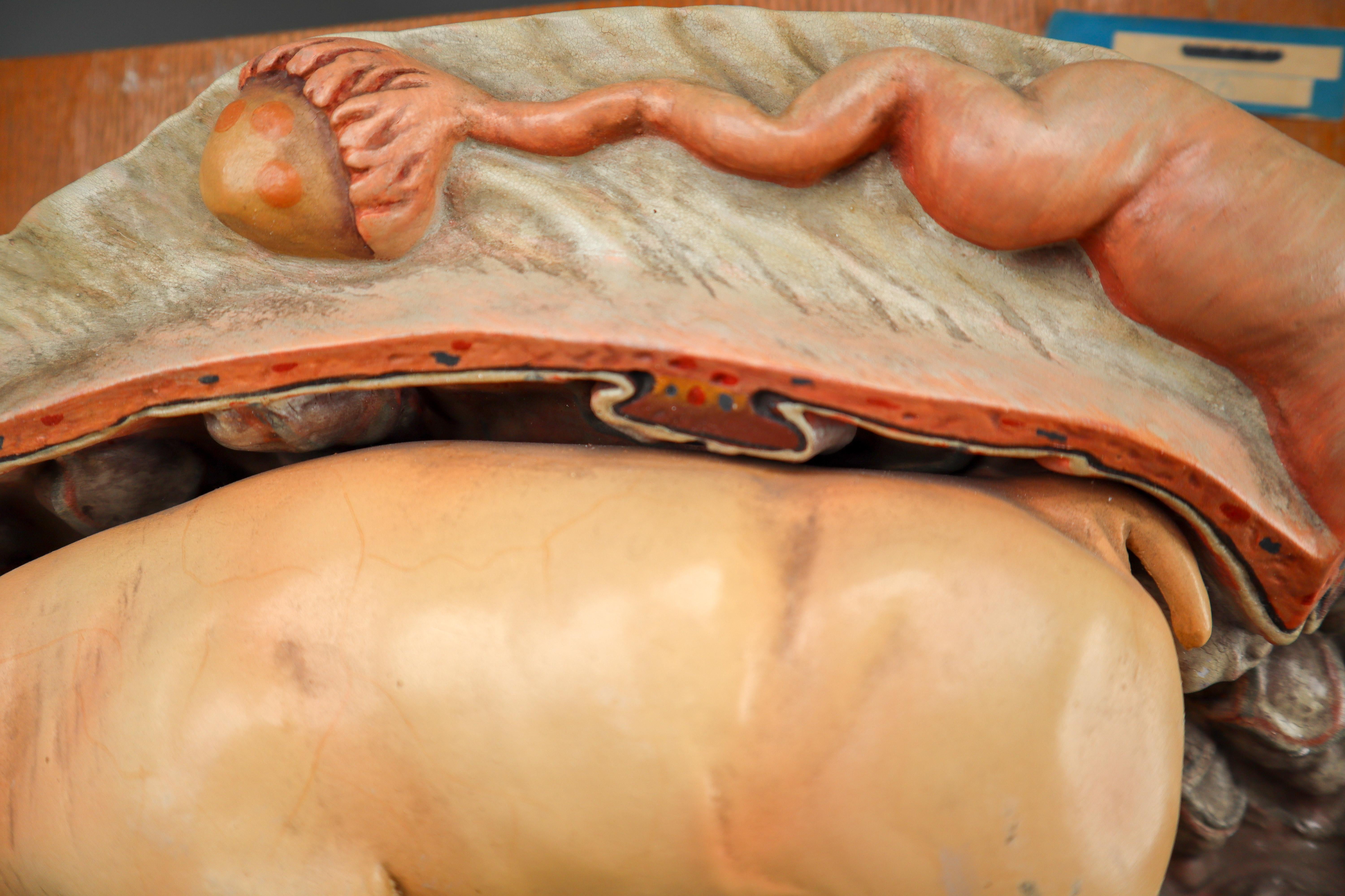 Czech Anatomical Teaching Model 
