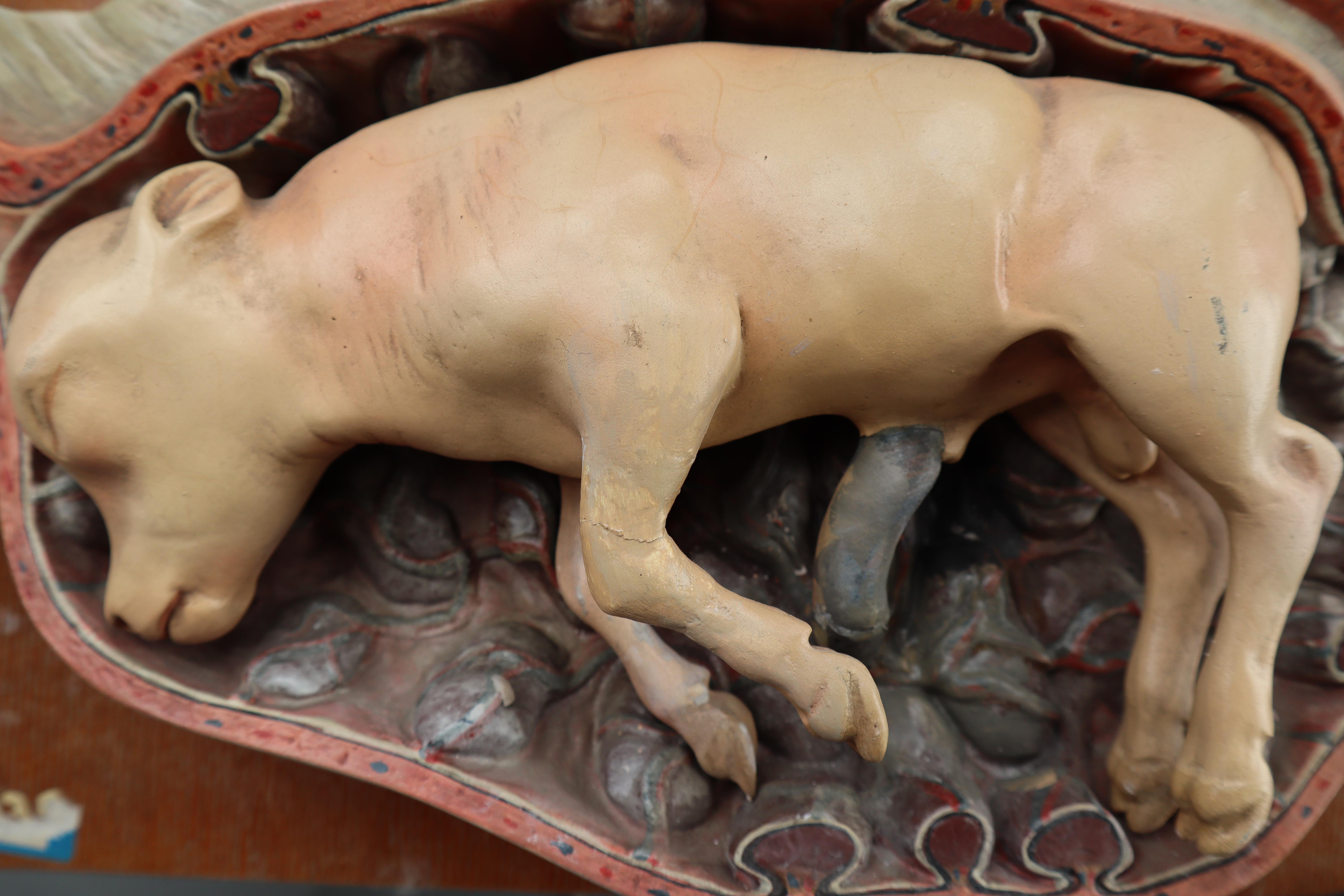 Anatomical Teaching Model 