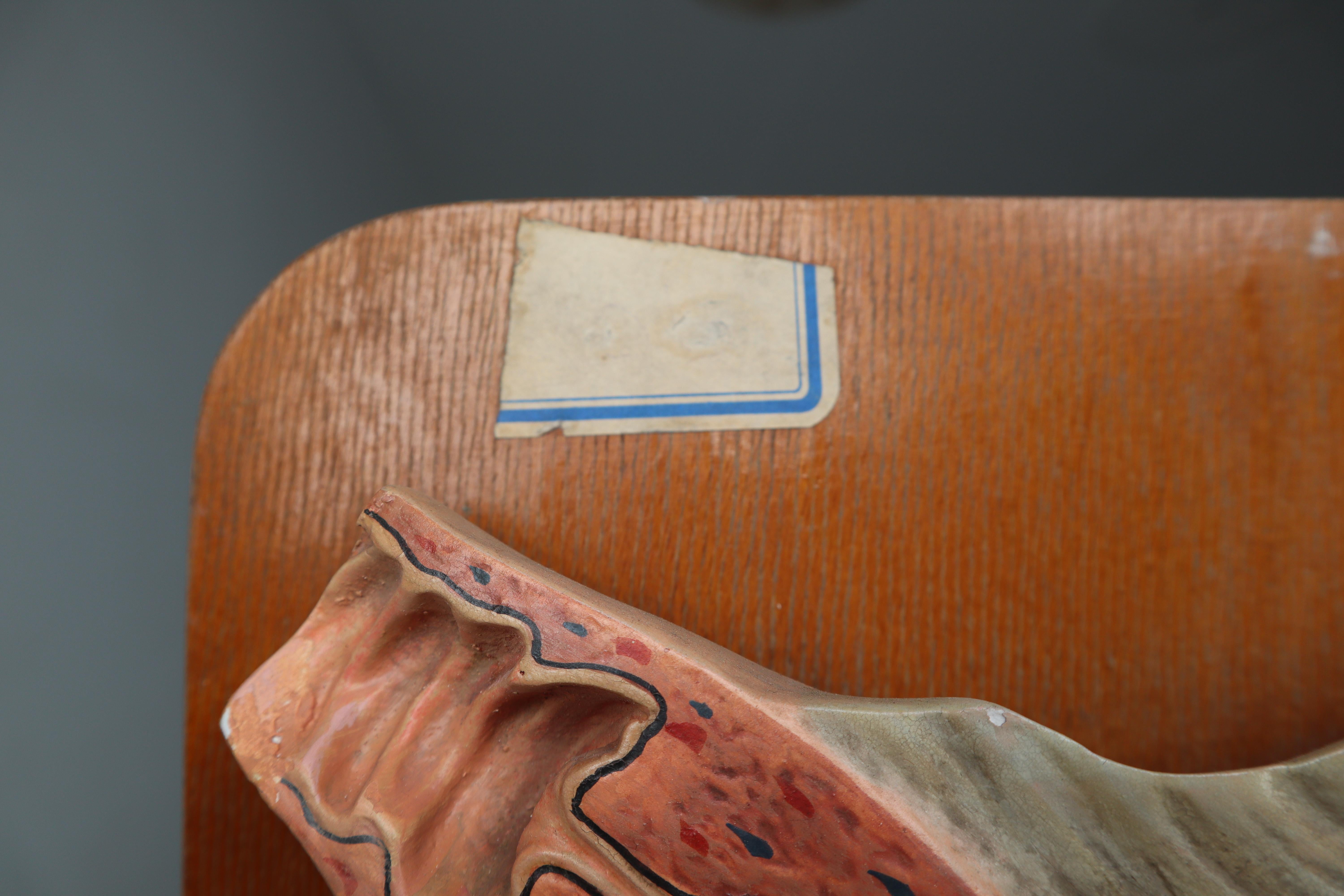 Metal Anatomical Teaching Model 