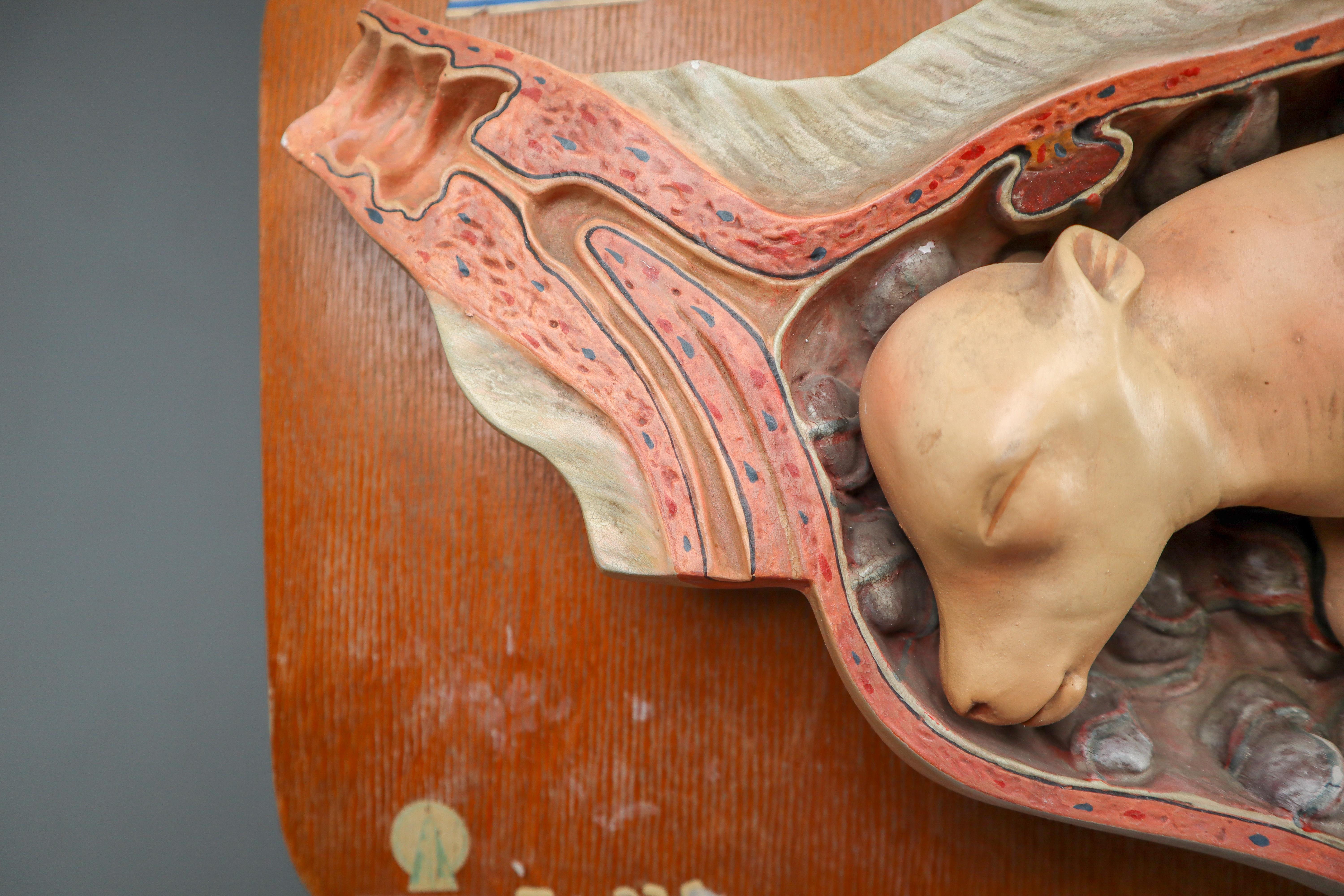 Anatomical Teaching Model 