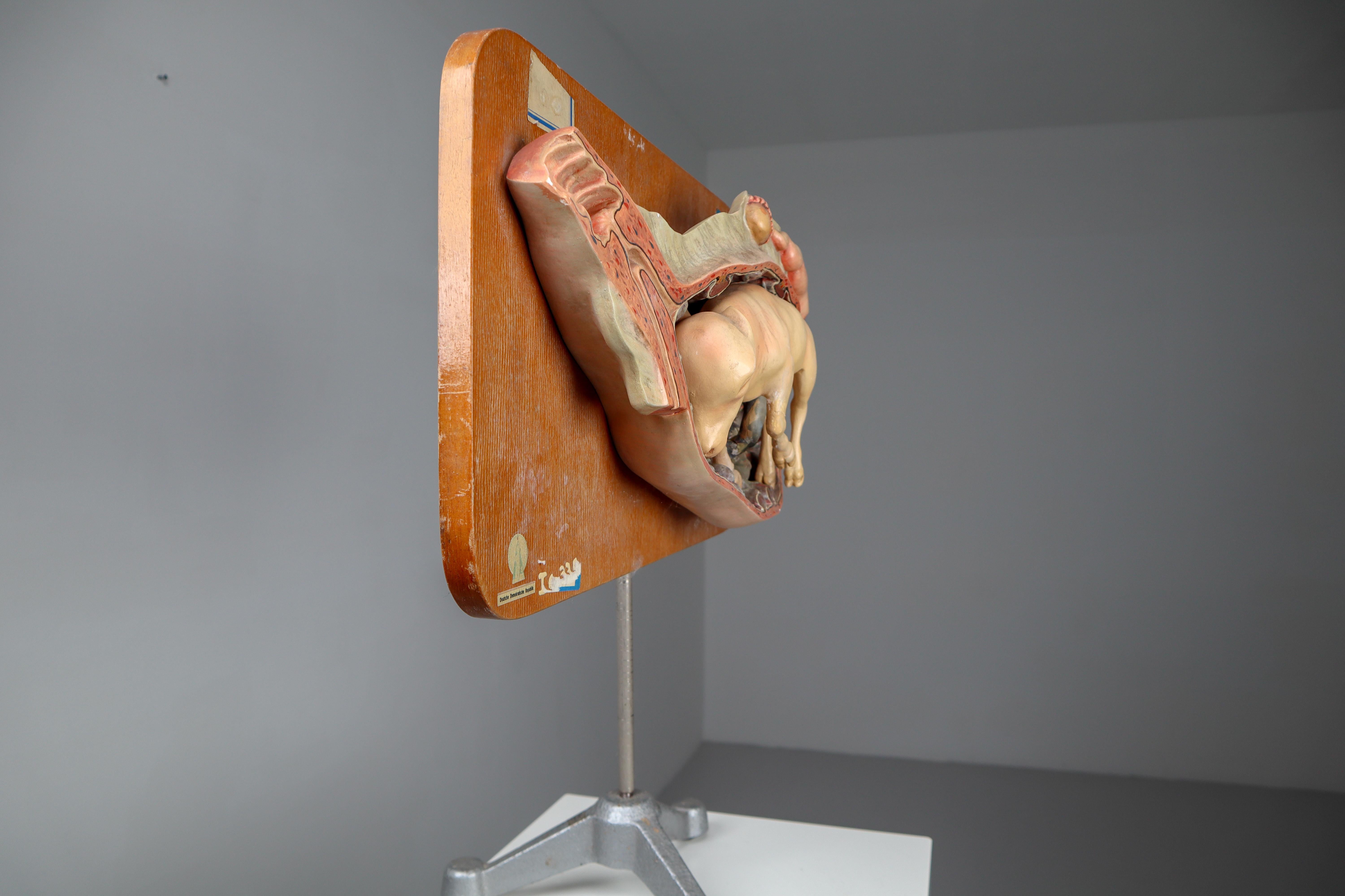 Anatomical Teaching Model 