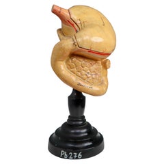 Anatomical Teaching Model "Fundus Ventriculi" Germany, 1920s