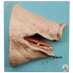 Anatomical Teaching Model "Pig's Mouth" Germany, 1960s