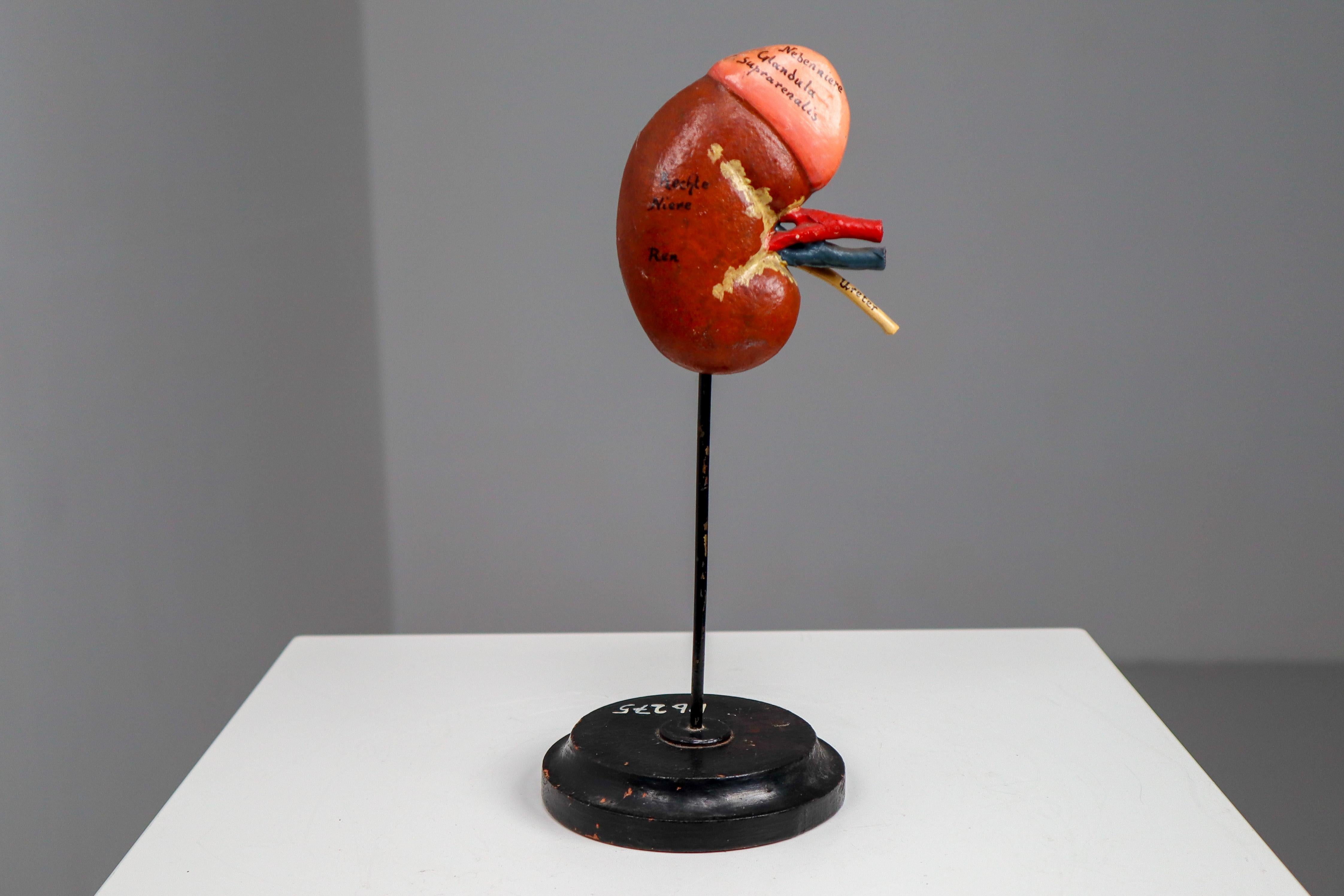 Anatomical teaching model 