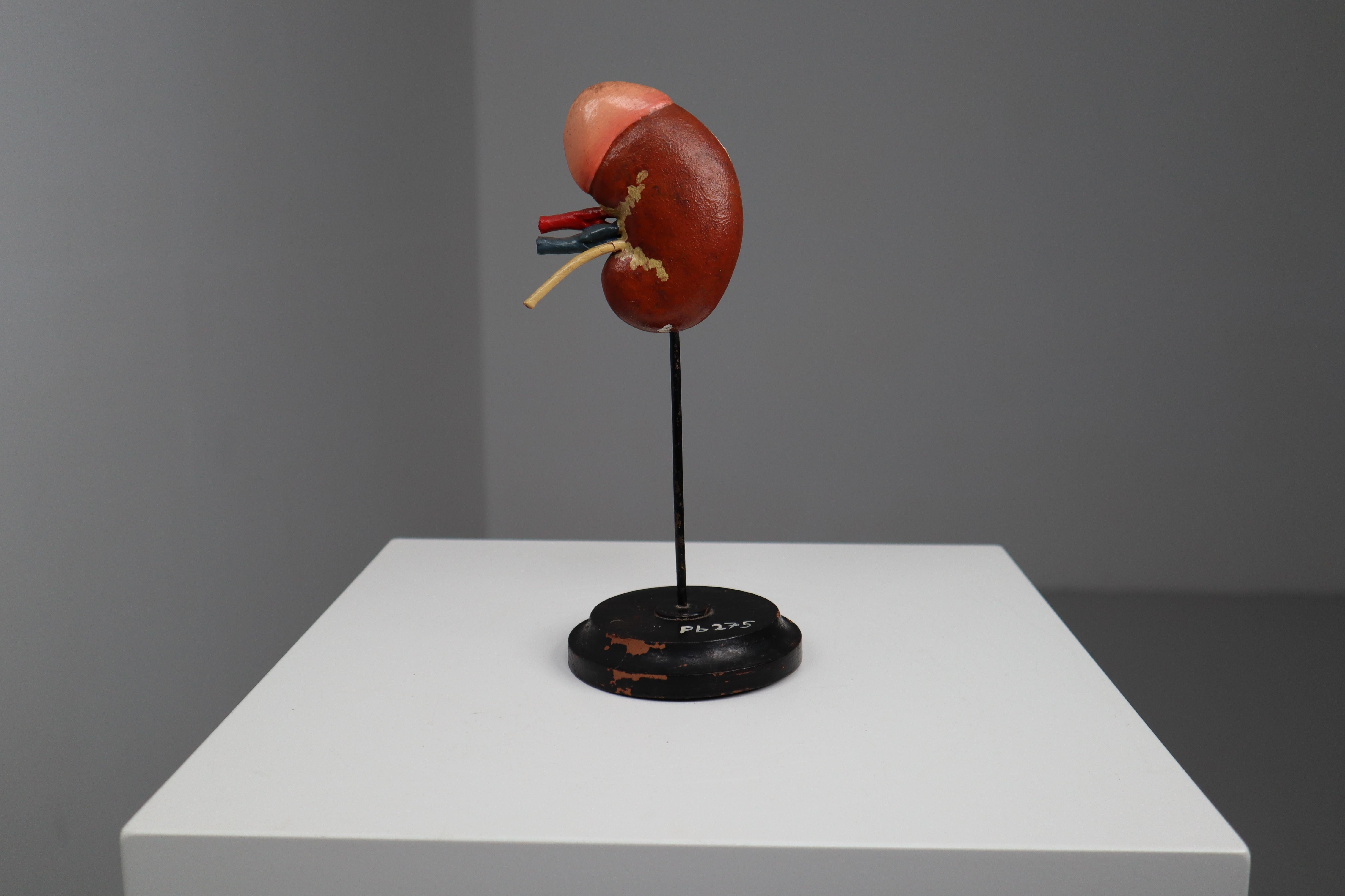 Czech Anatomical Teaching Model 