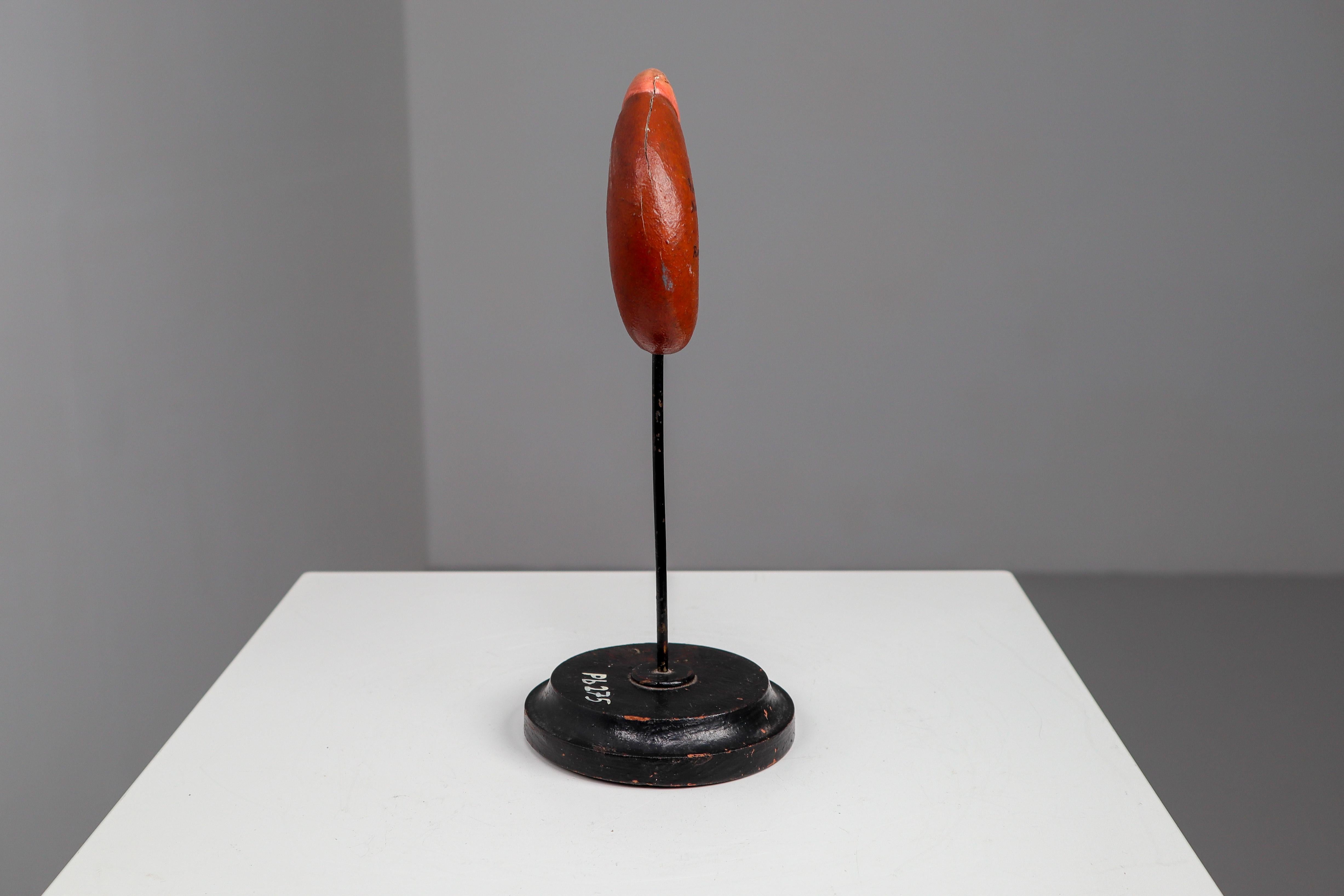 Anatomical Teaching Model 