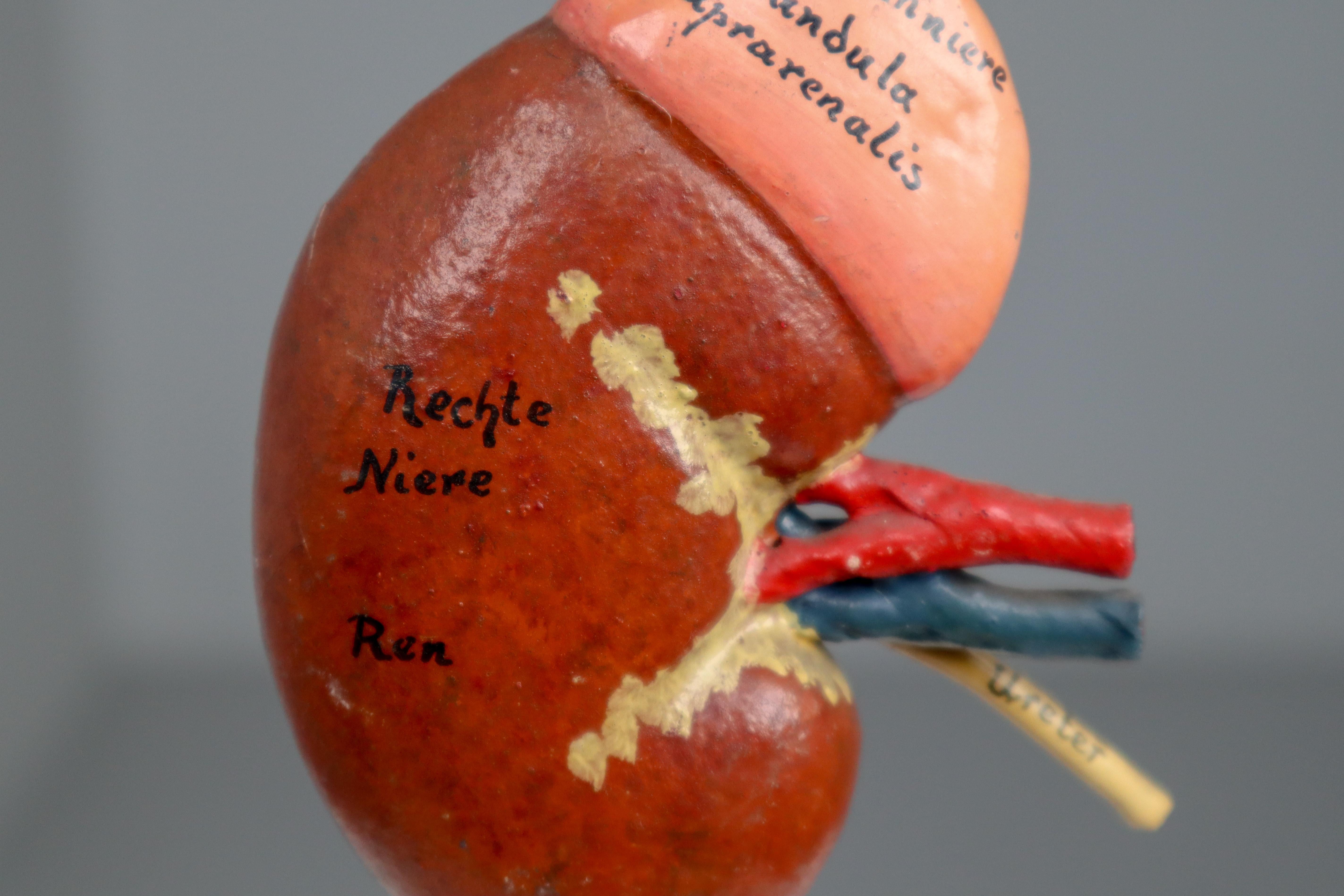 20th Century Anatomical Teaching Model 